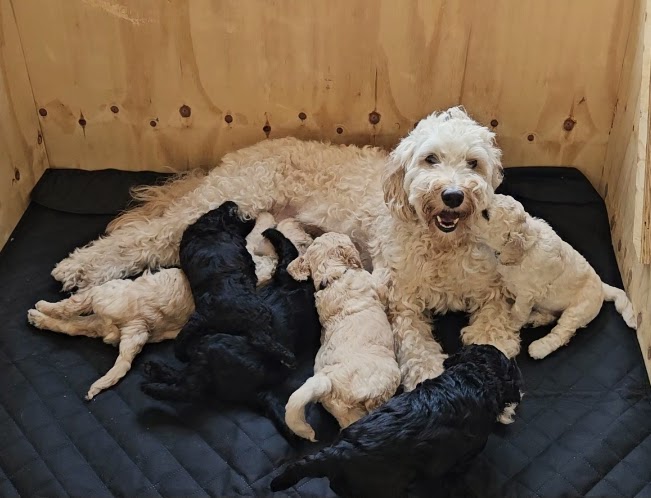 Labradoodle pups / puppy's