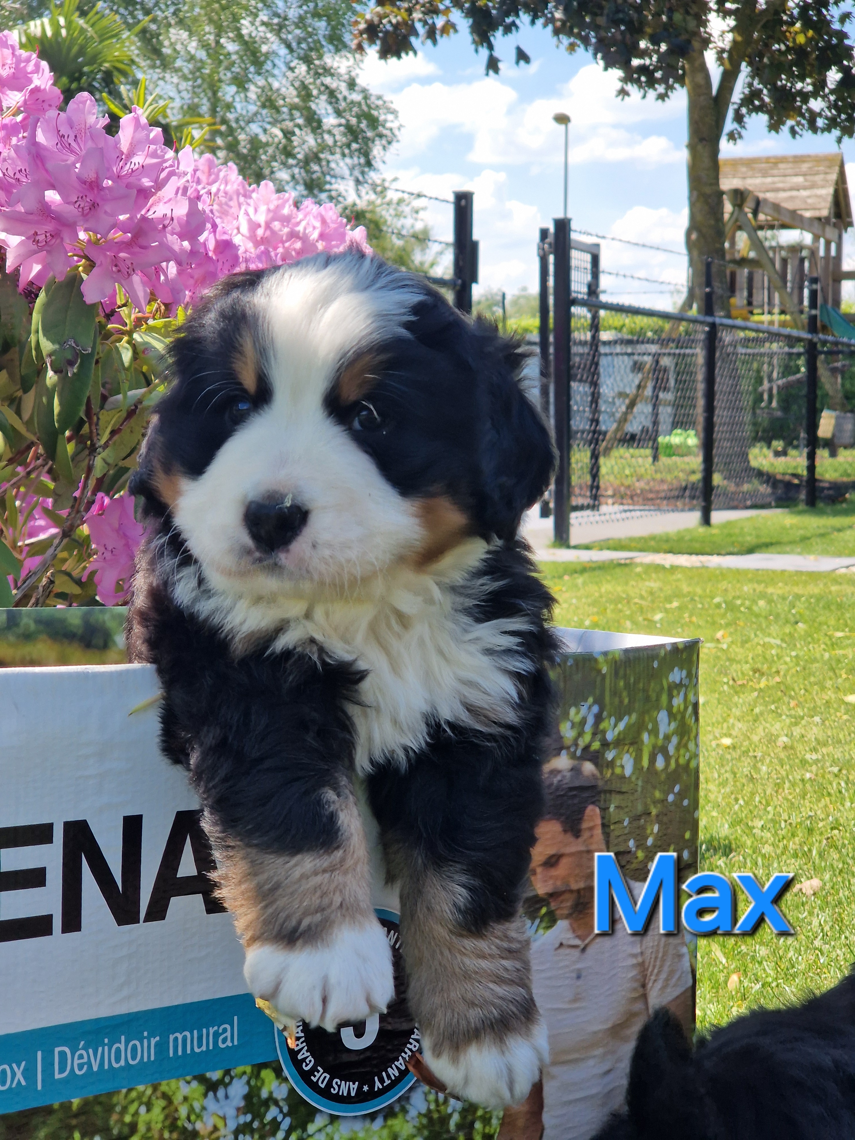 Raszuivere bernersennen pups met stamboom