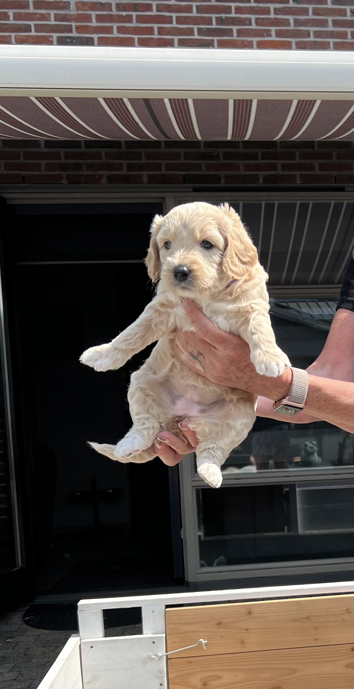 Australian Labradoodles multigen