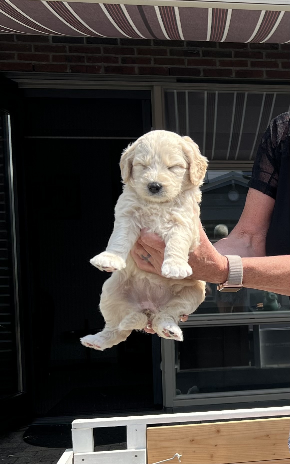 Australian Labradoodles multigen