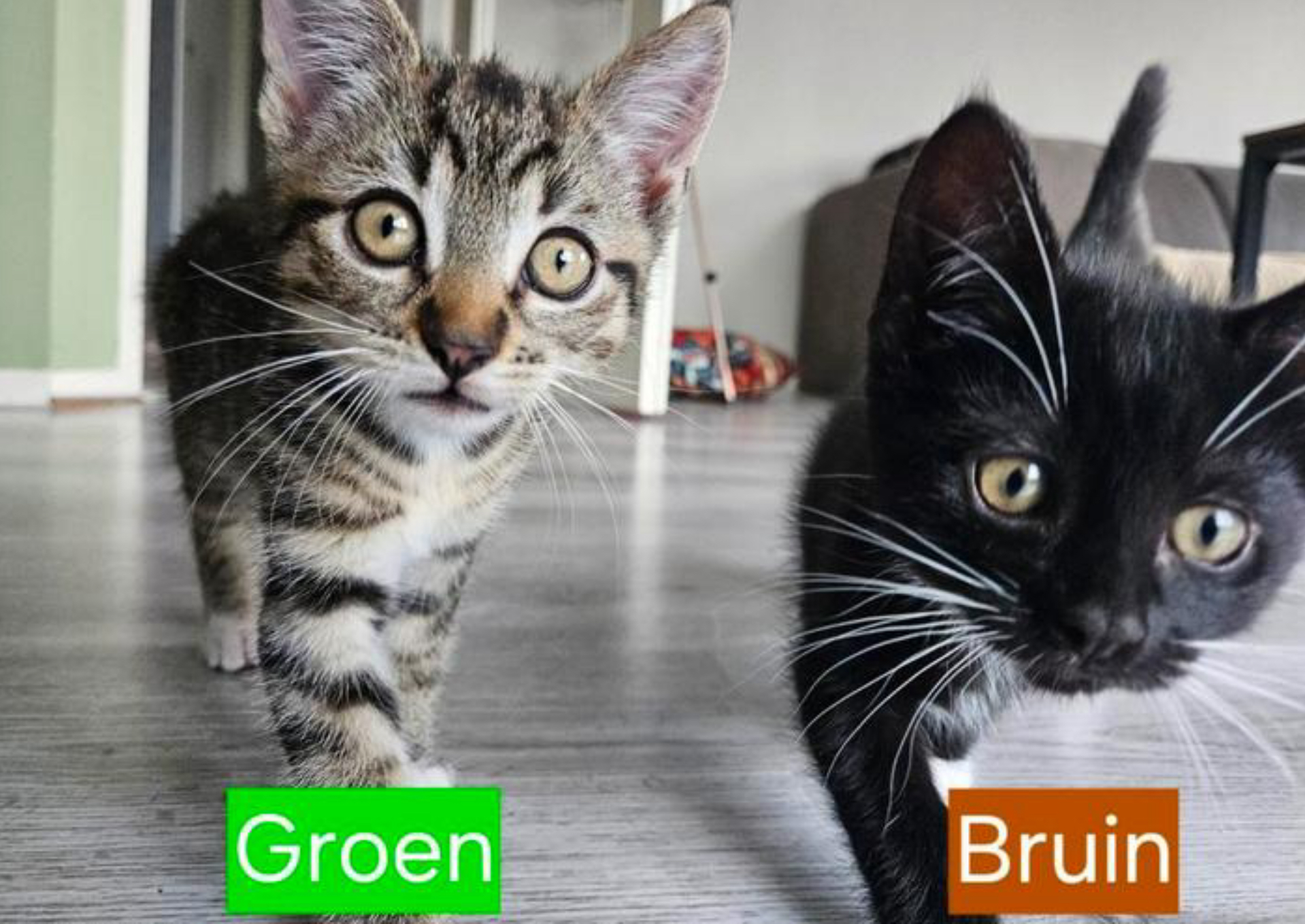 Lieve schattig kittens 11 weken