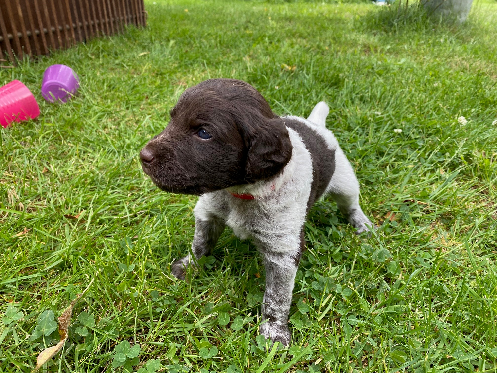 Lieve Heidewachtel / Friese Stabij pup