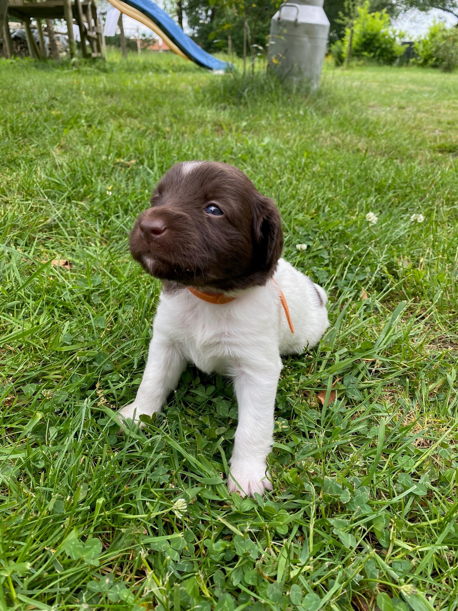 Lieve Heidewachtel / Friese Stabij pup