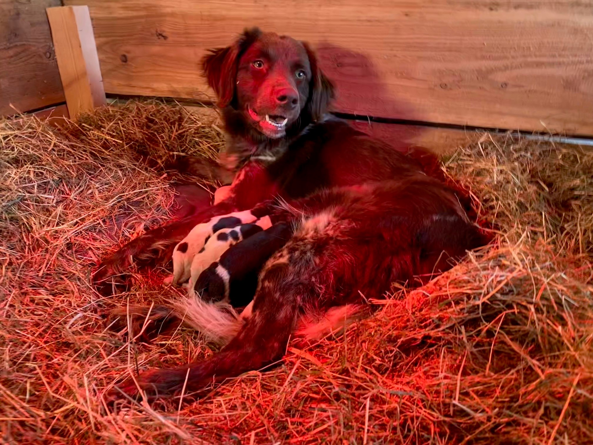 Lieve Heidewachtel / Friese Stabij pup