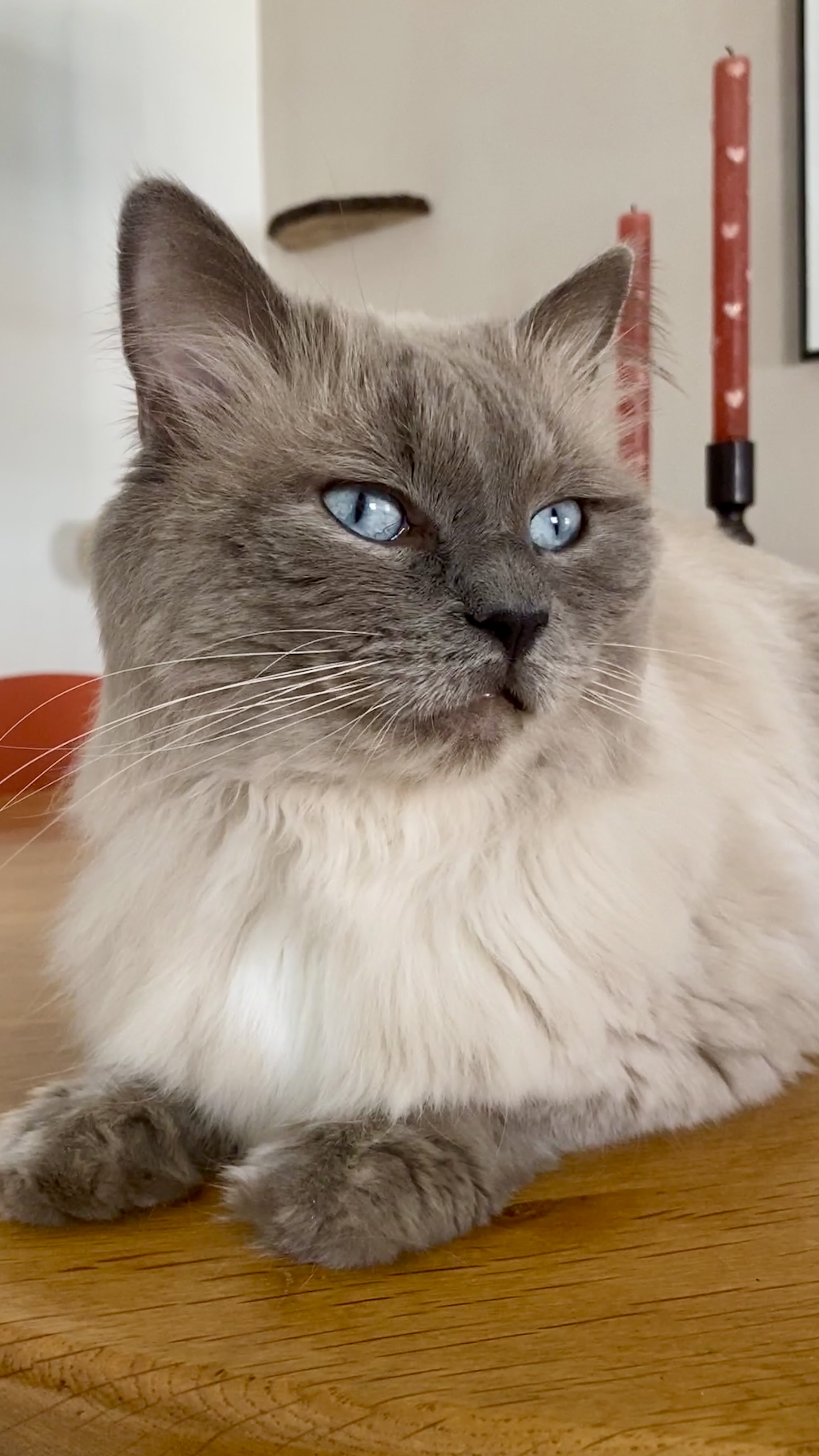 Lieve Blue point Ragdoll te koop