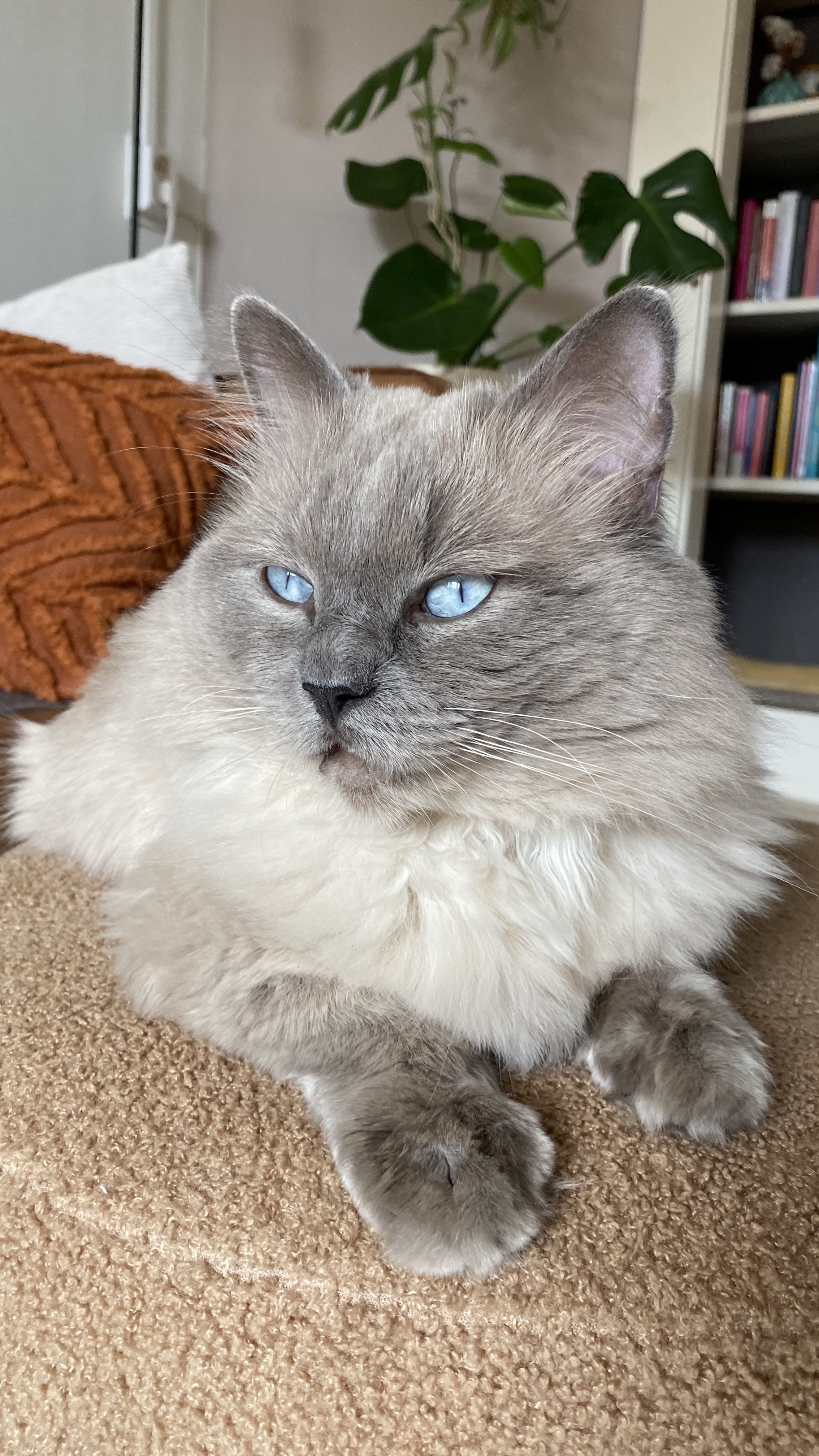 Lieve Blue point Ragdoll te koop