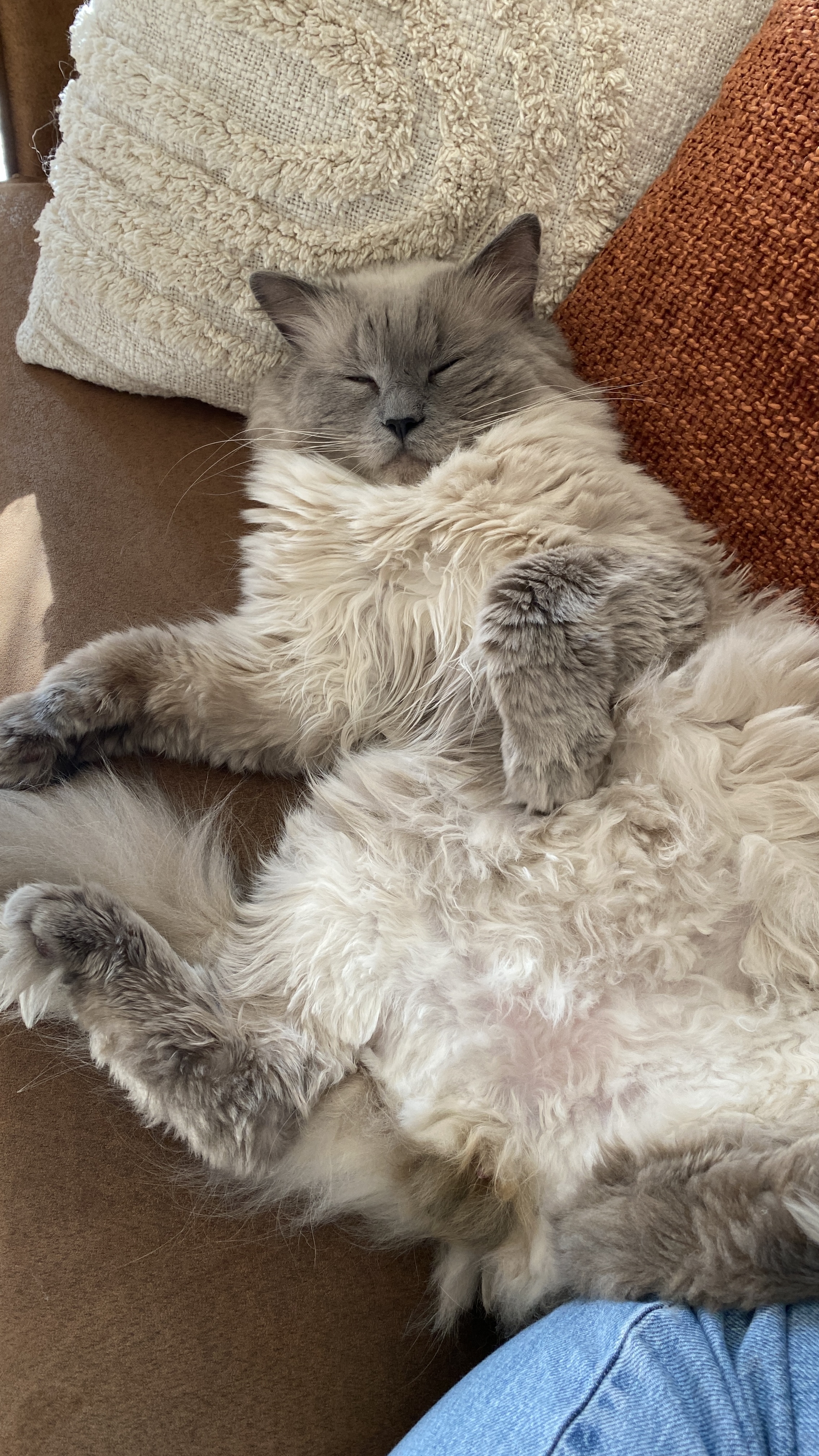 Lieve Blue point Ragdoll te koop