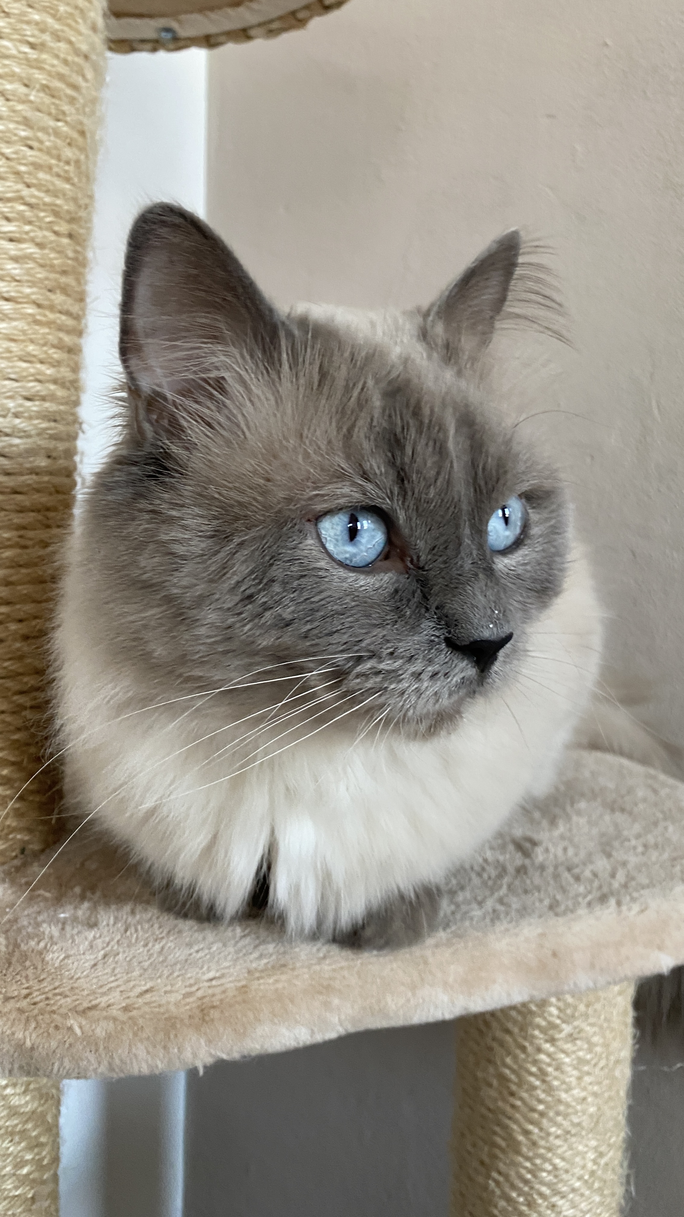 Lieve Blue point Ragdoll te koop