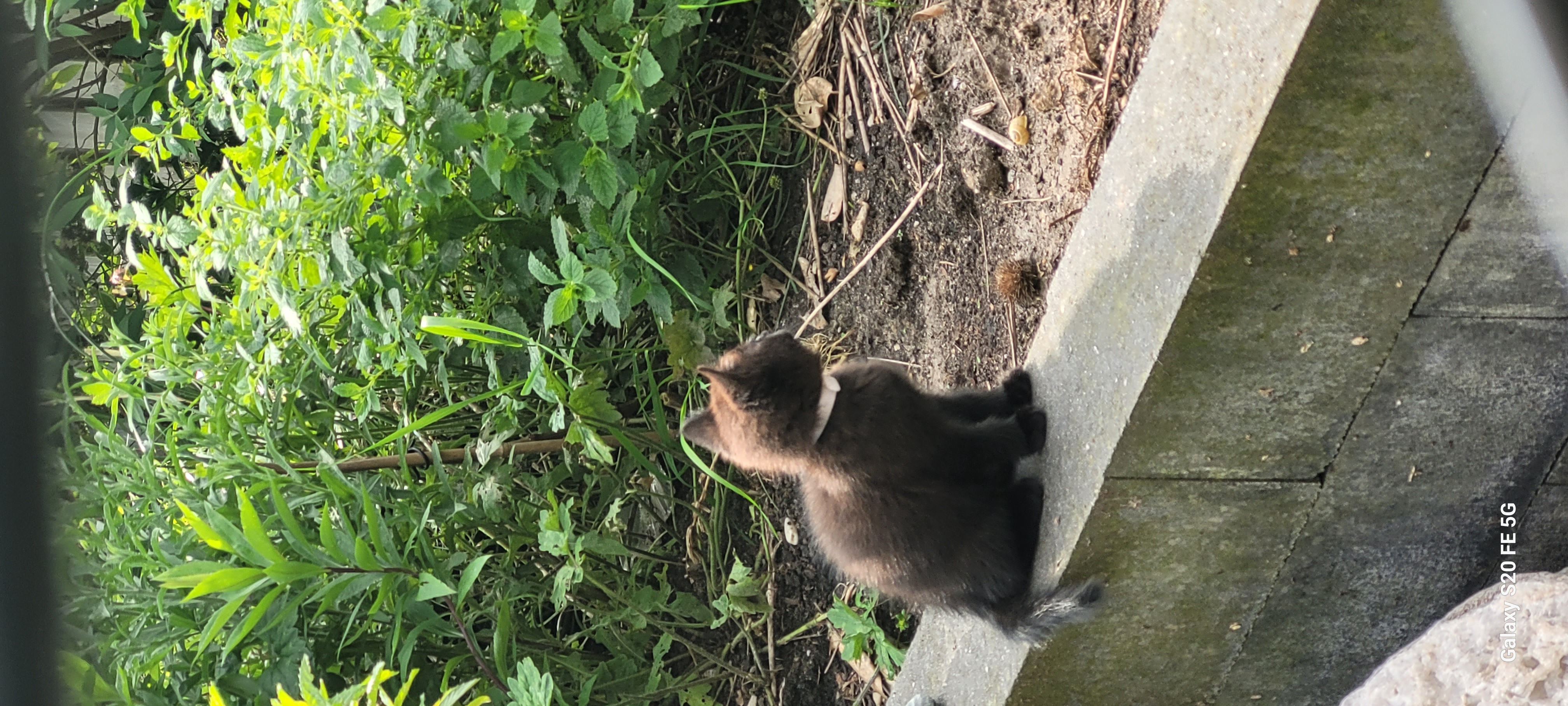 Britse korthaar kittens mogen nestje verlaten