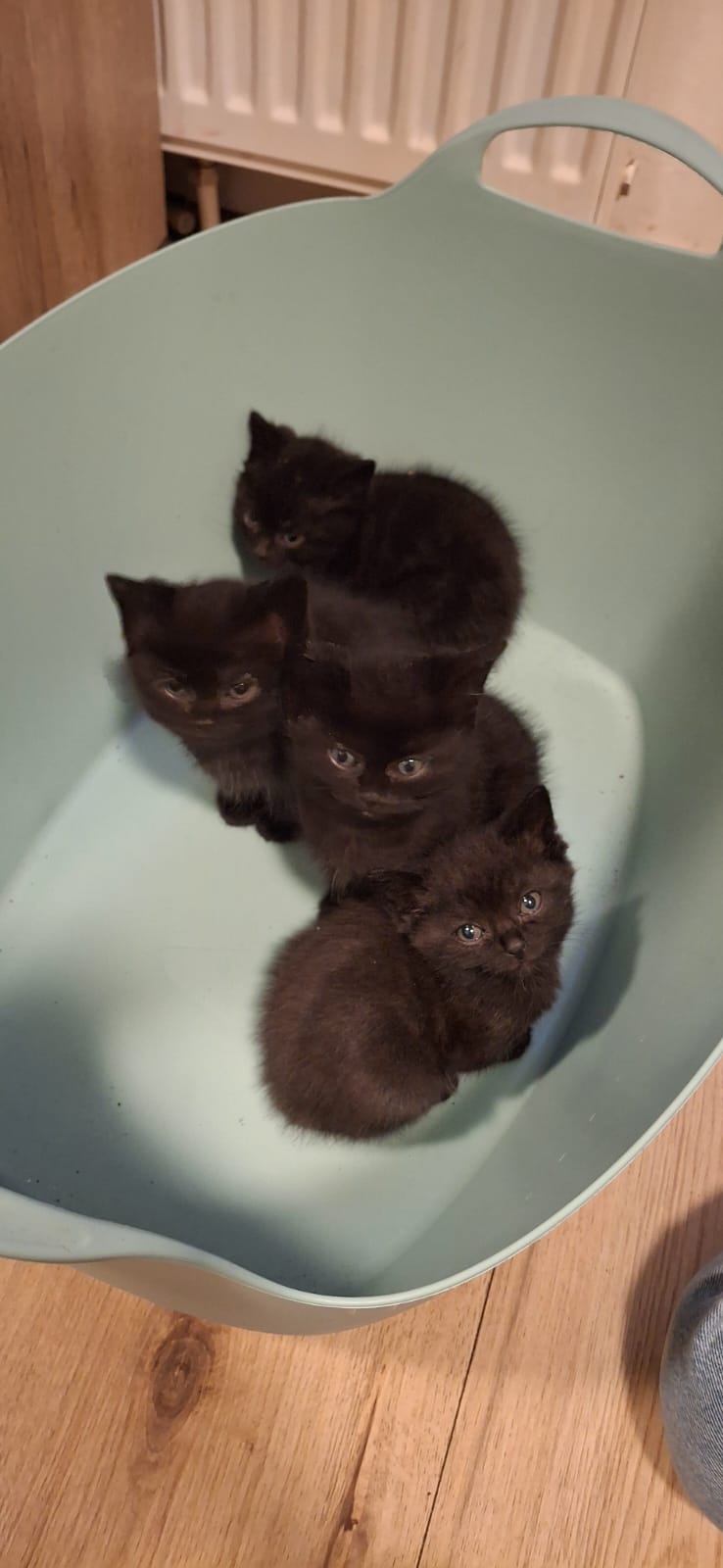 Half perziche kittens te koop !