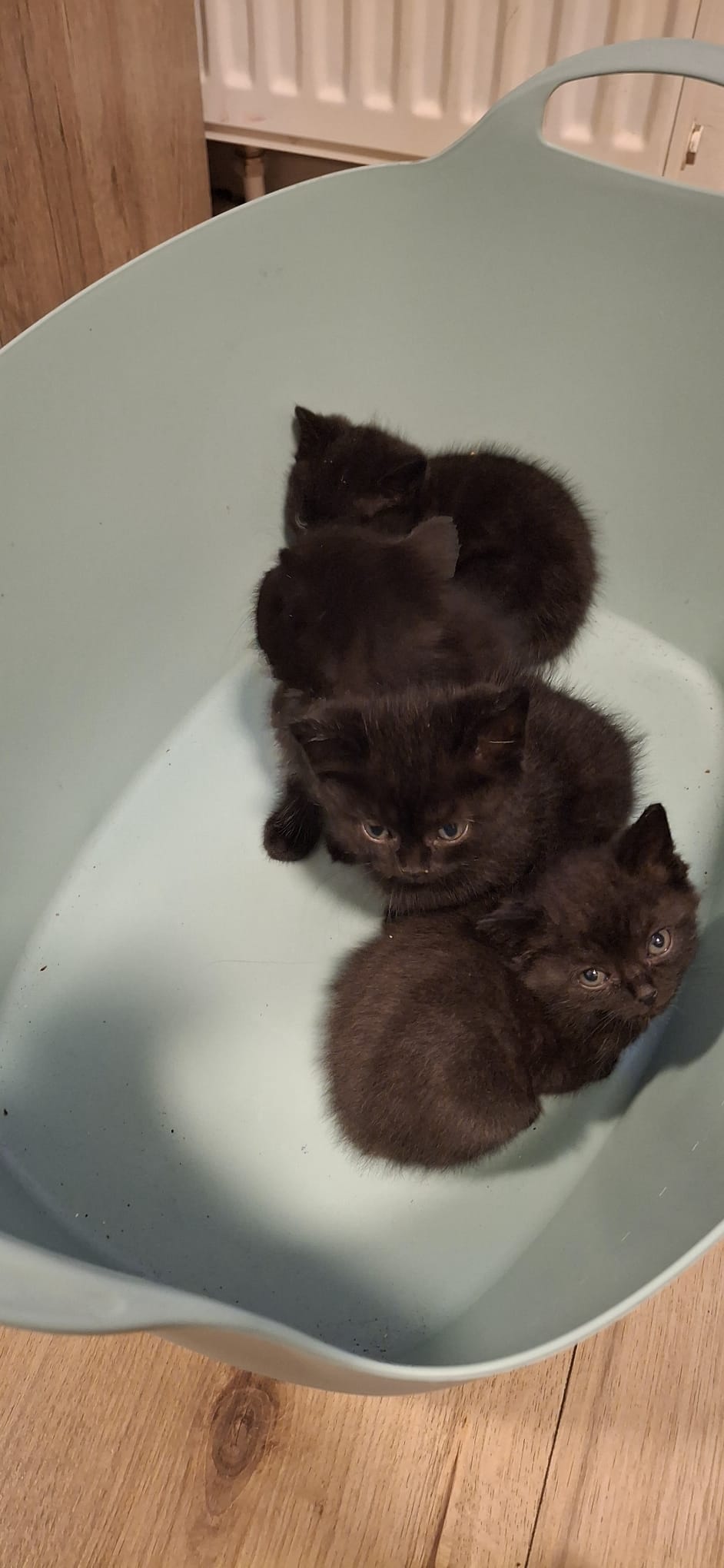 Half perziche kittens te koop !