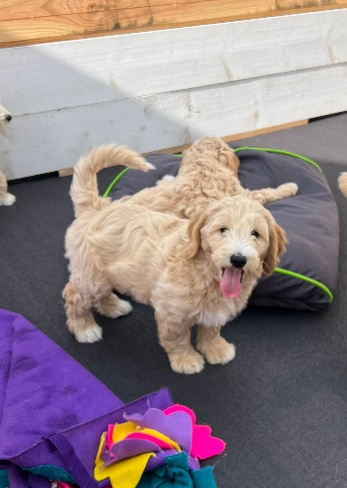 Australian labradoodle's multigen medium