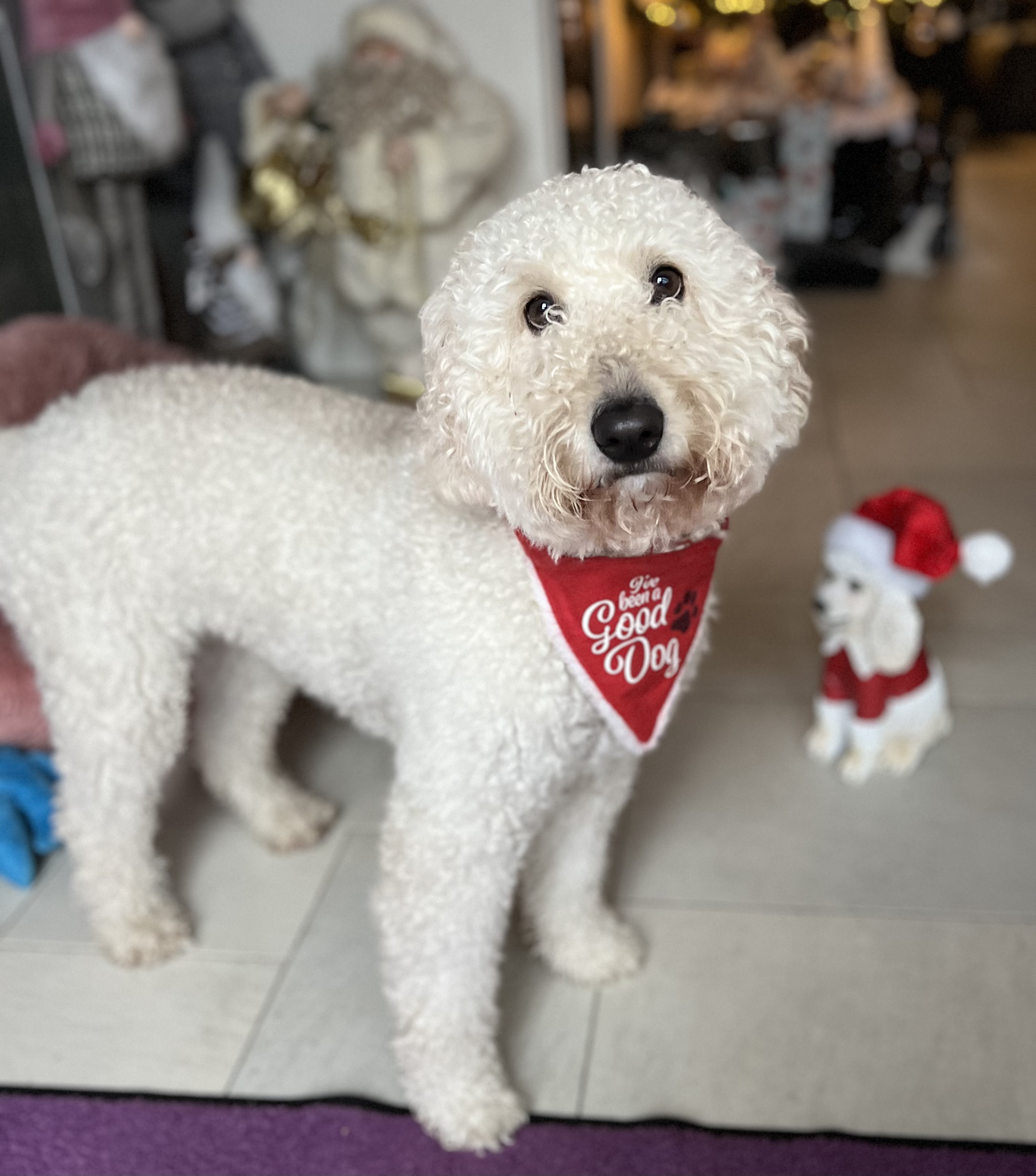 Australian labradoodle's multigen medium