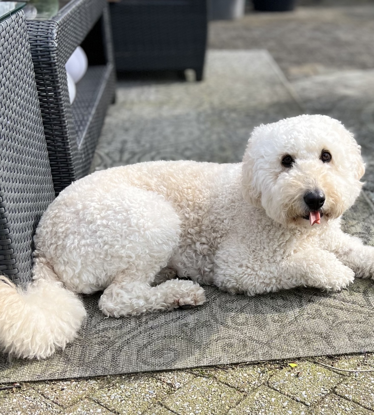 Australian labradoodle's multigen medium