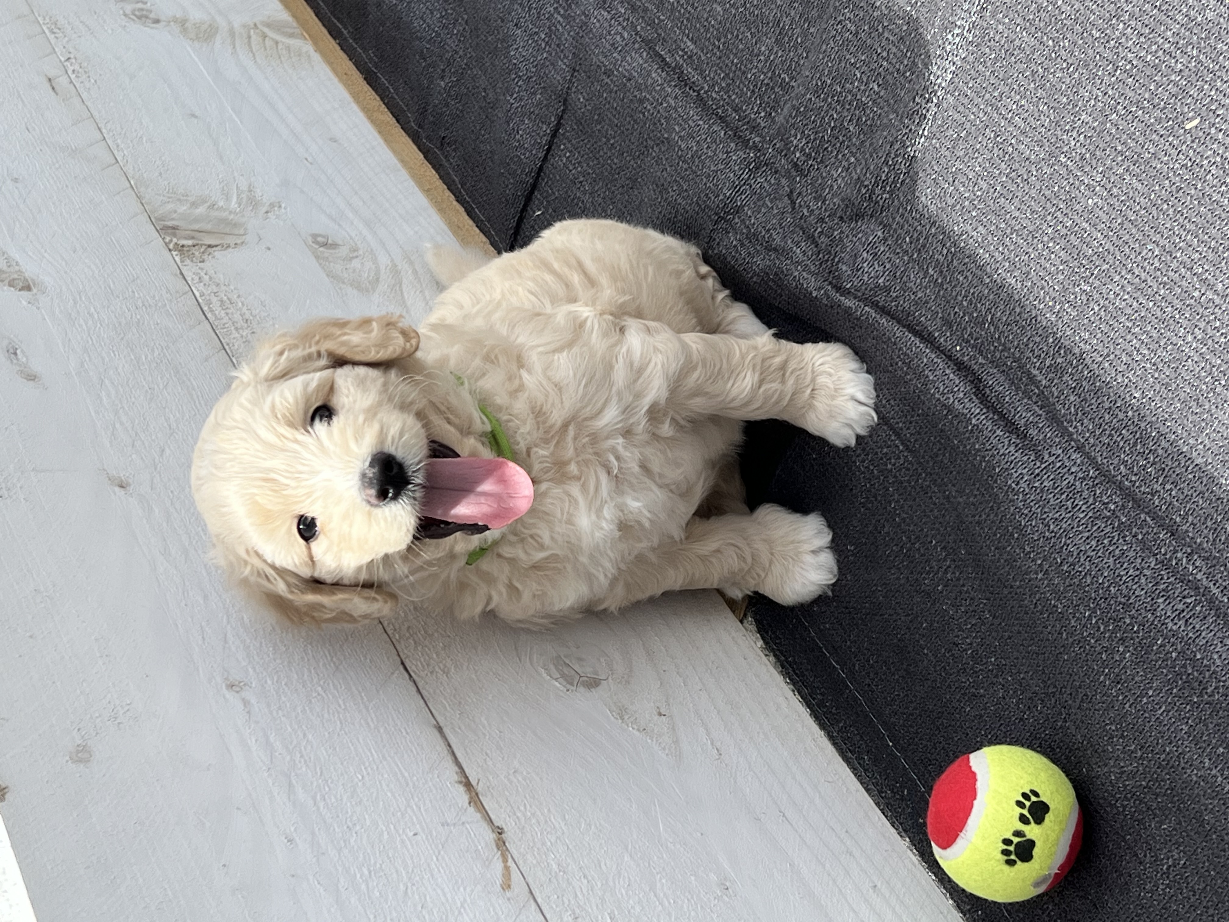 Australian labradoodle's multigen medium