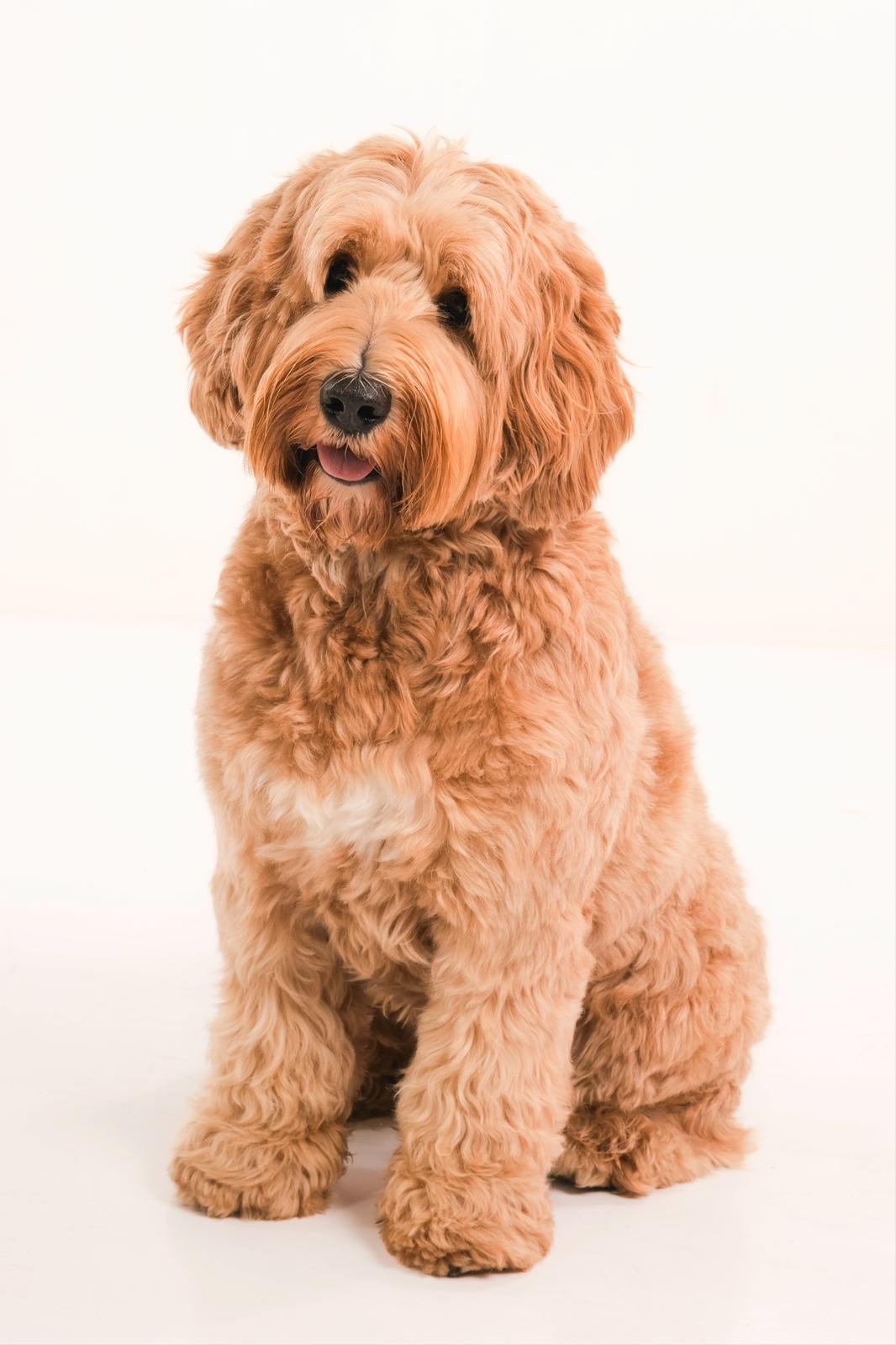 Australian labradoodle's multigen medium