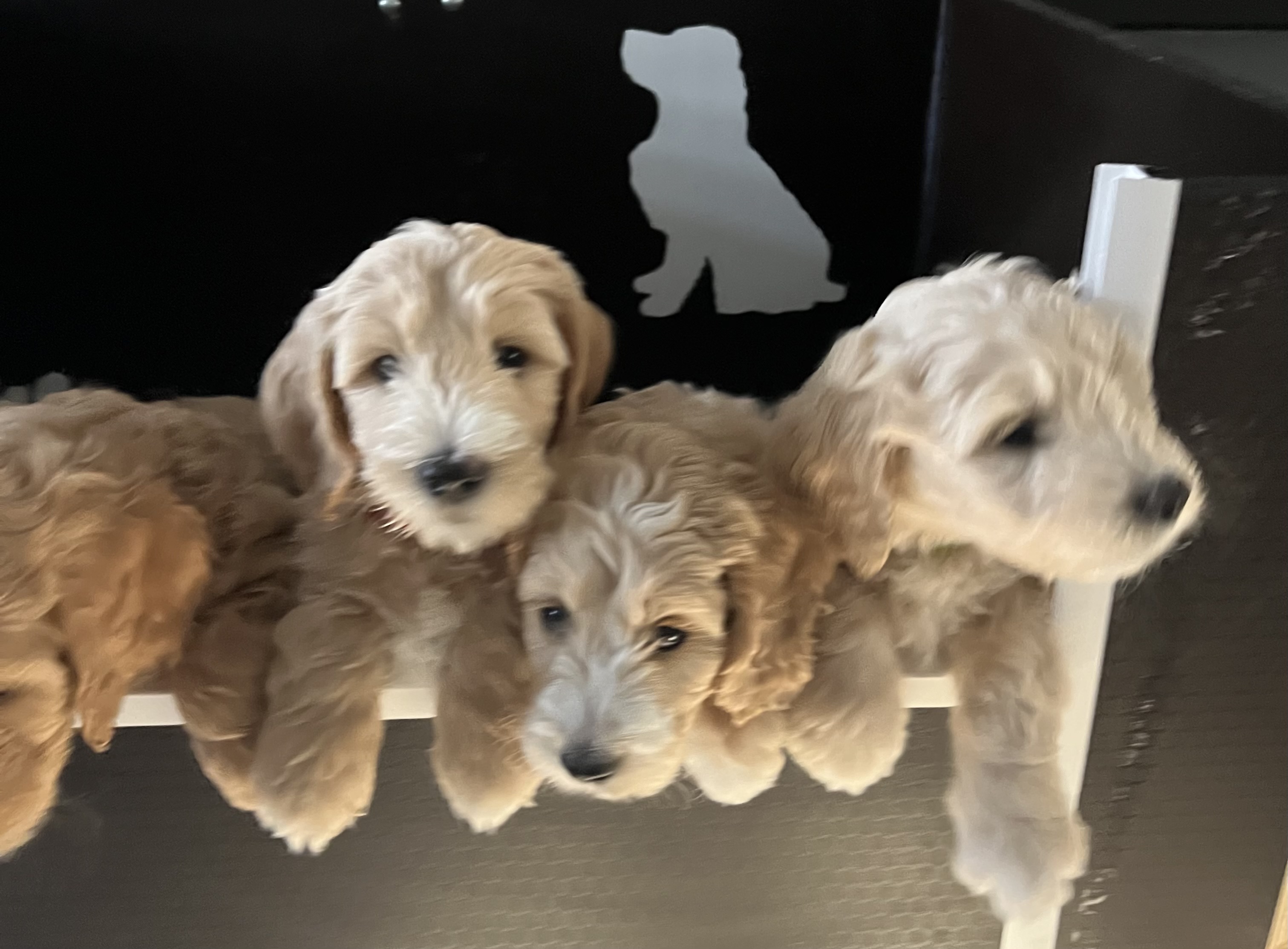 Australian labradoodle's multigen medium