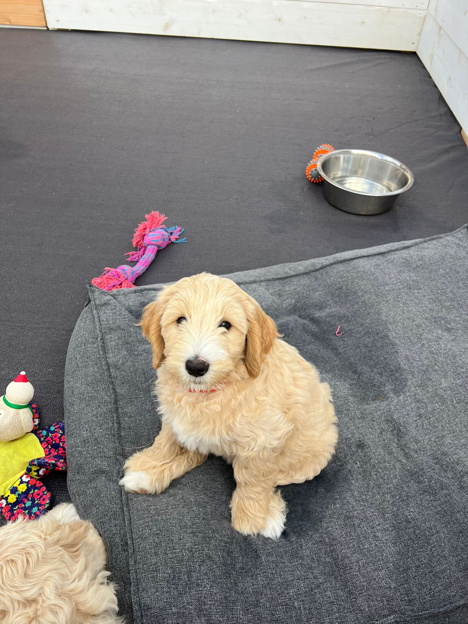 Australian labradoodle's multigen medium