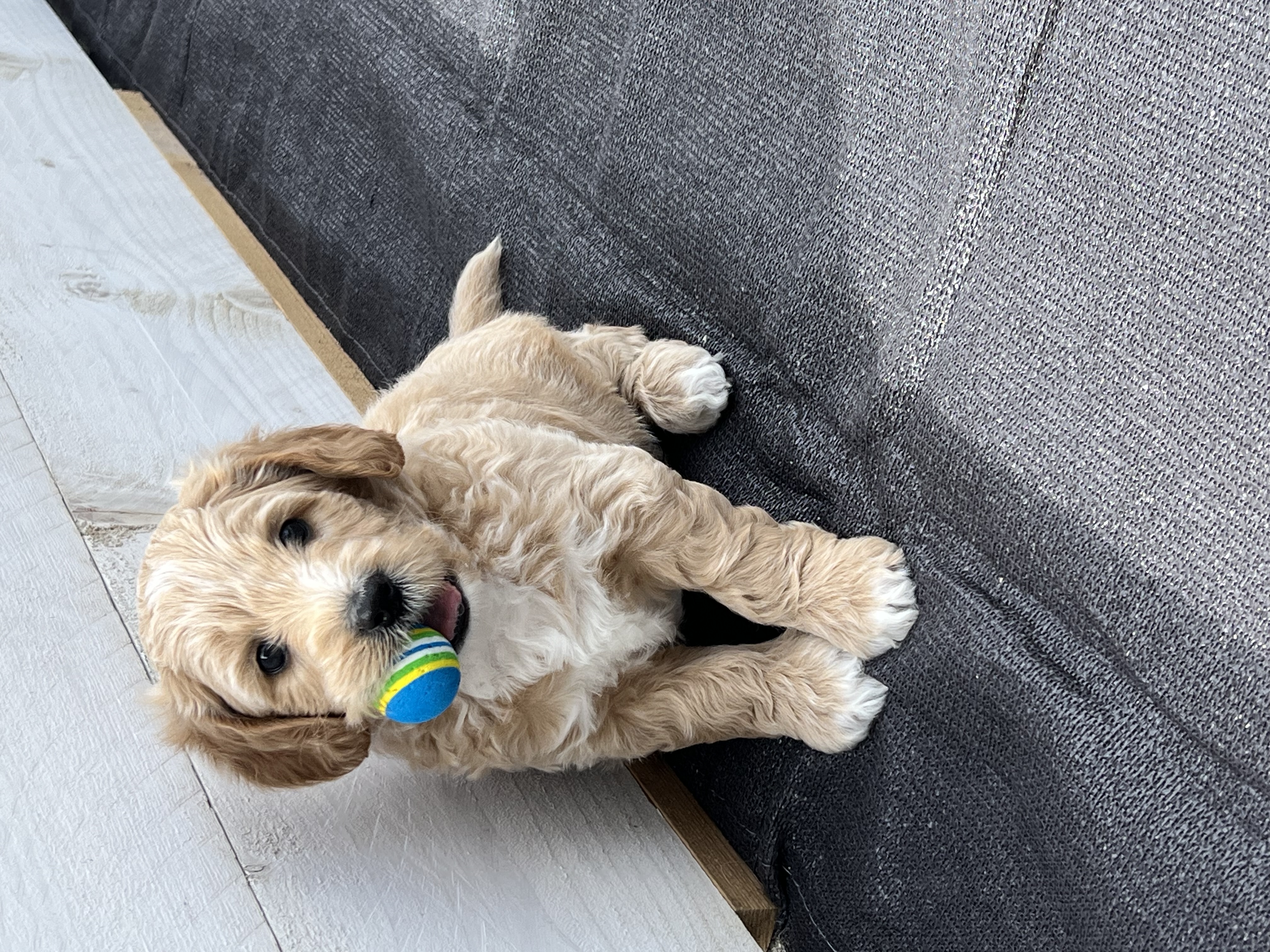 Australian labradoodle's multigen medium