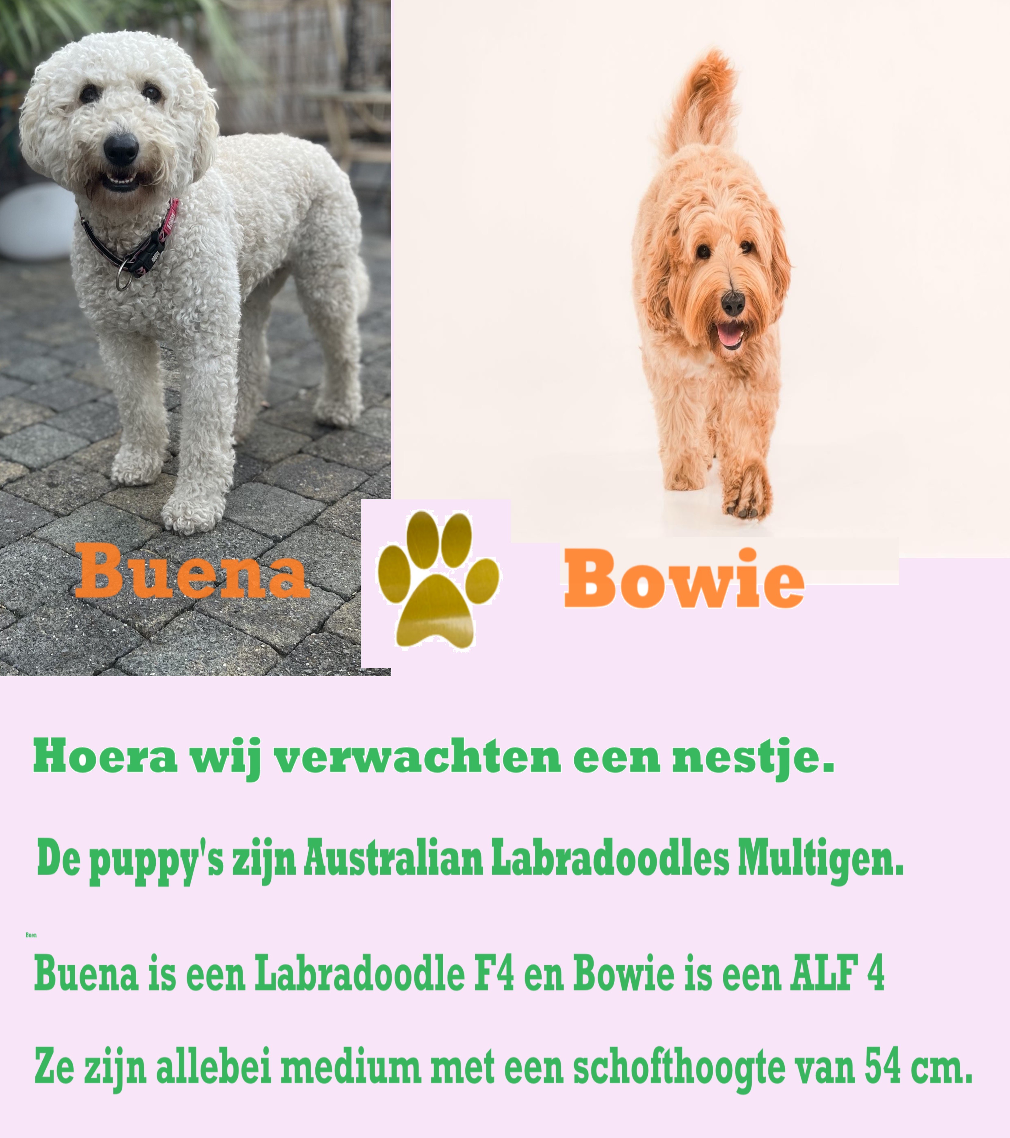 Australian labradoodle's multigen medium