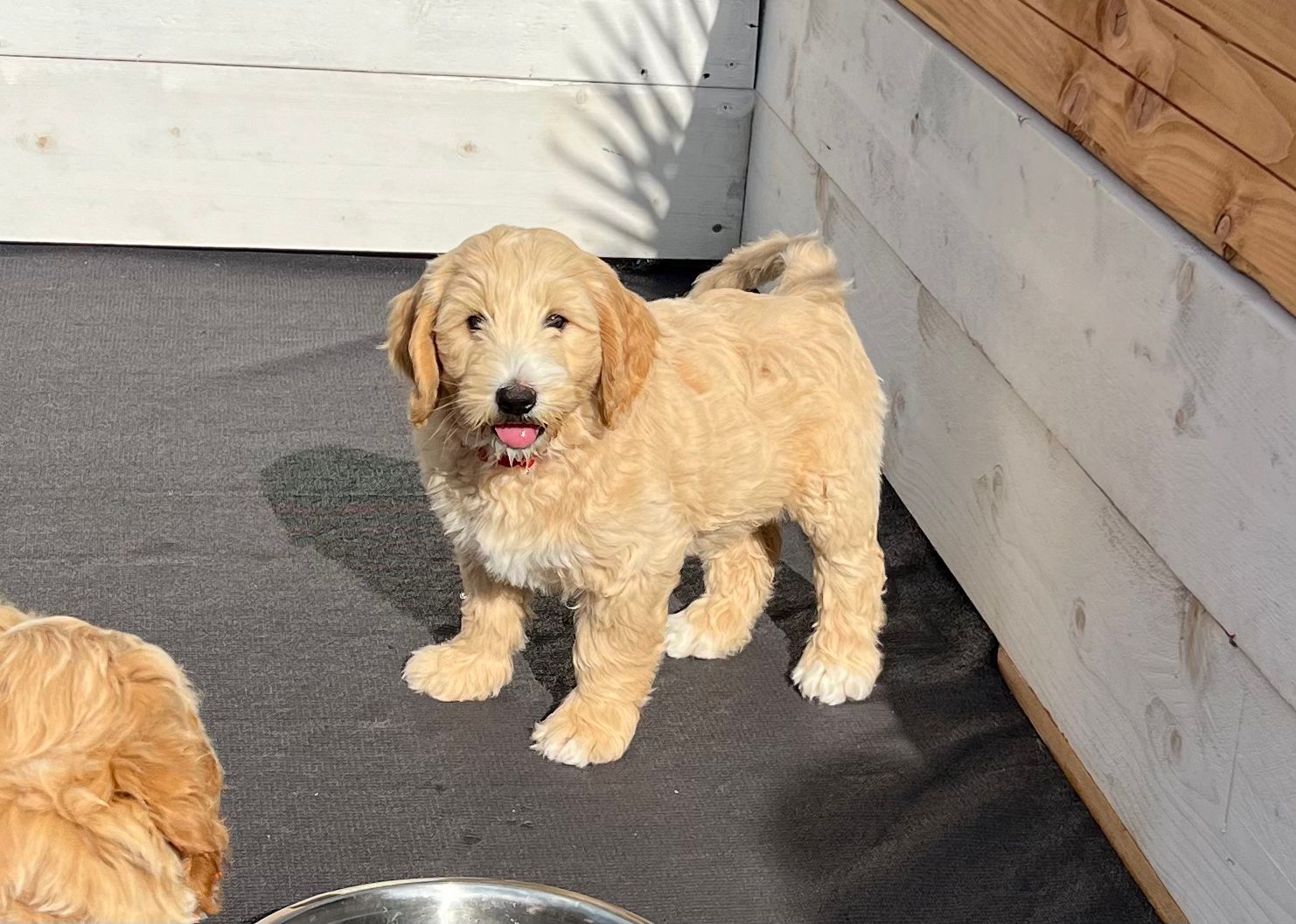 Australian Labradoodles multigen