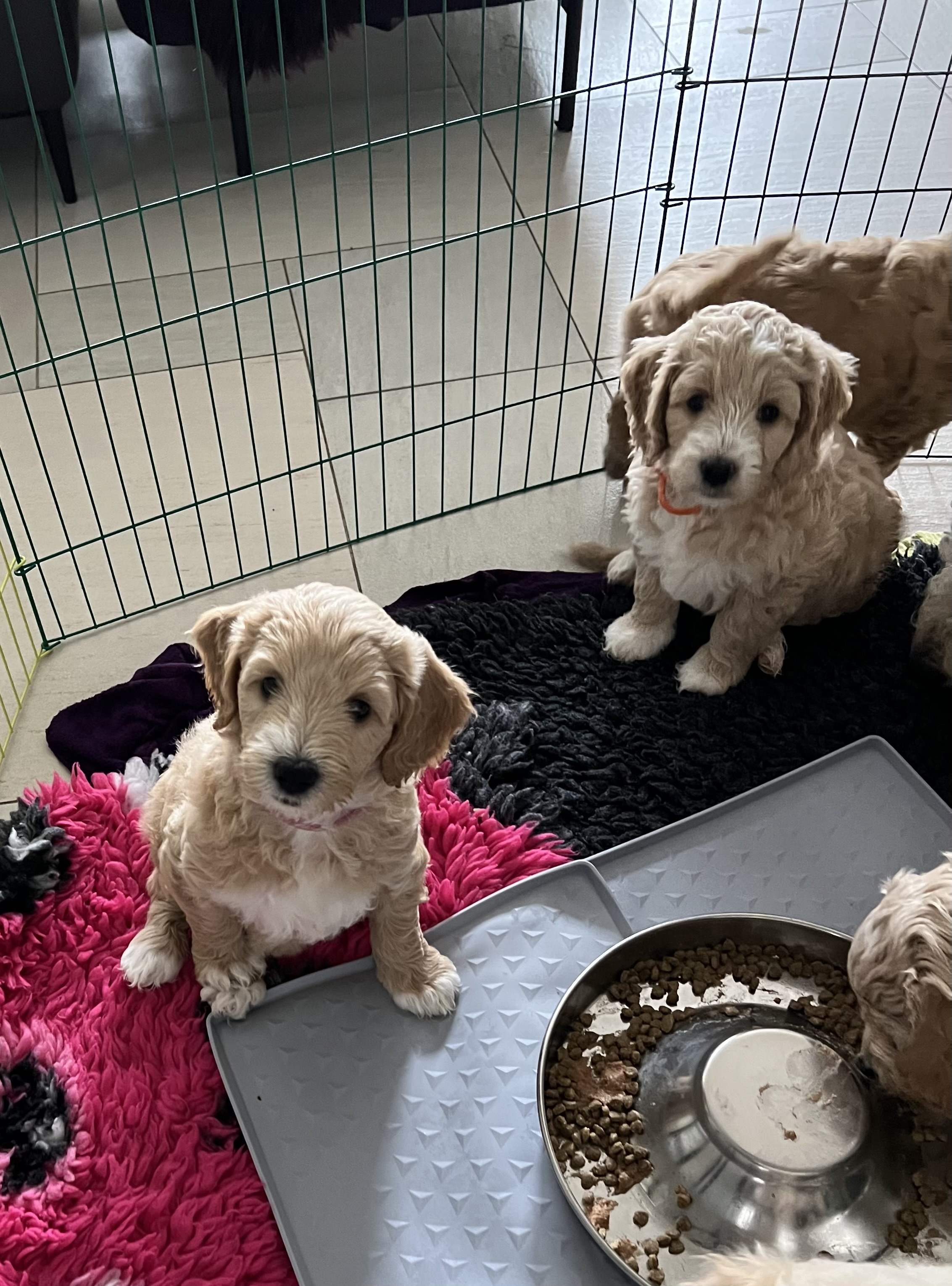 Australian Labradoodles multigen