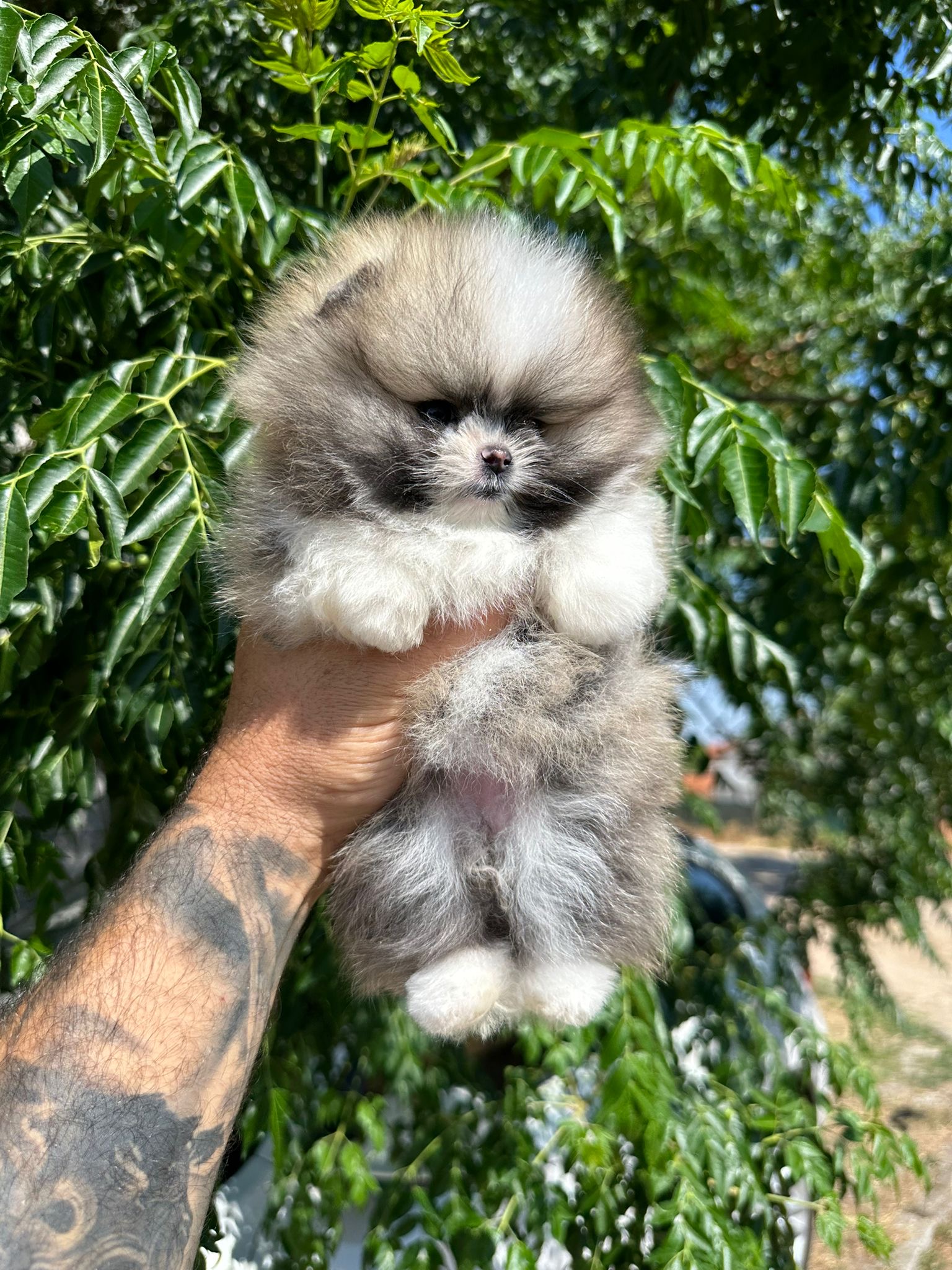 Mini Pomeriaan ORANGE SABLE bearface reutje