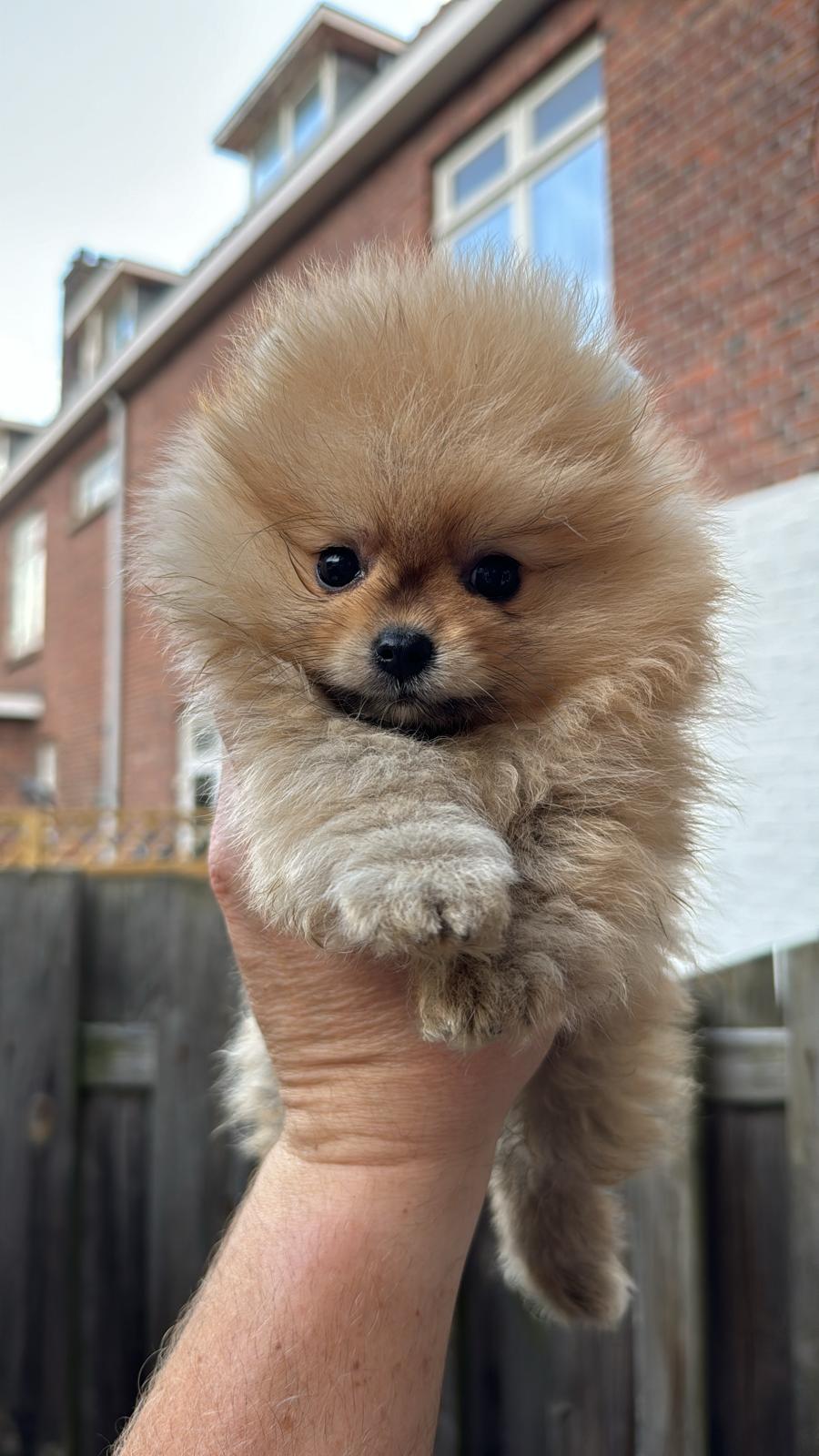 Mini Pomeriaan ORANGE SABLE bearface reutje