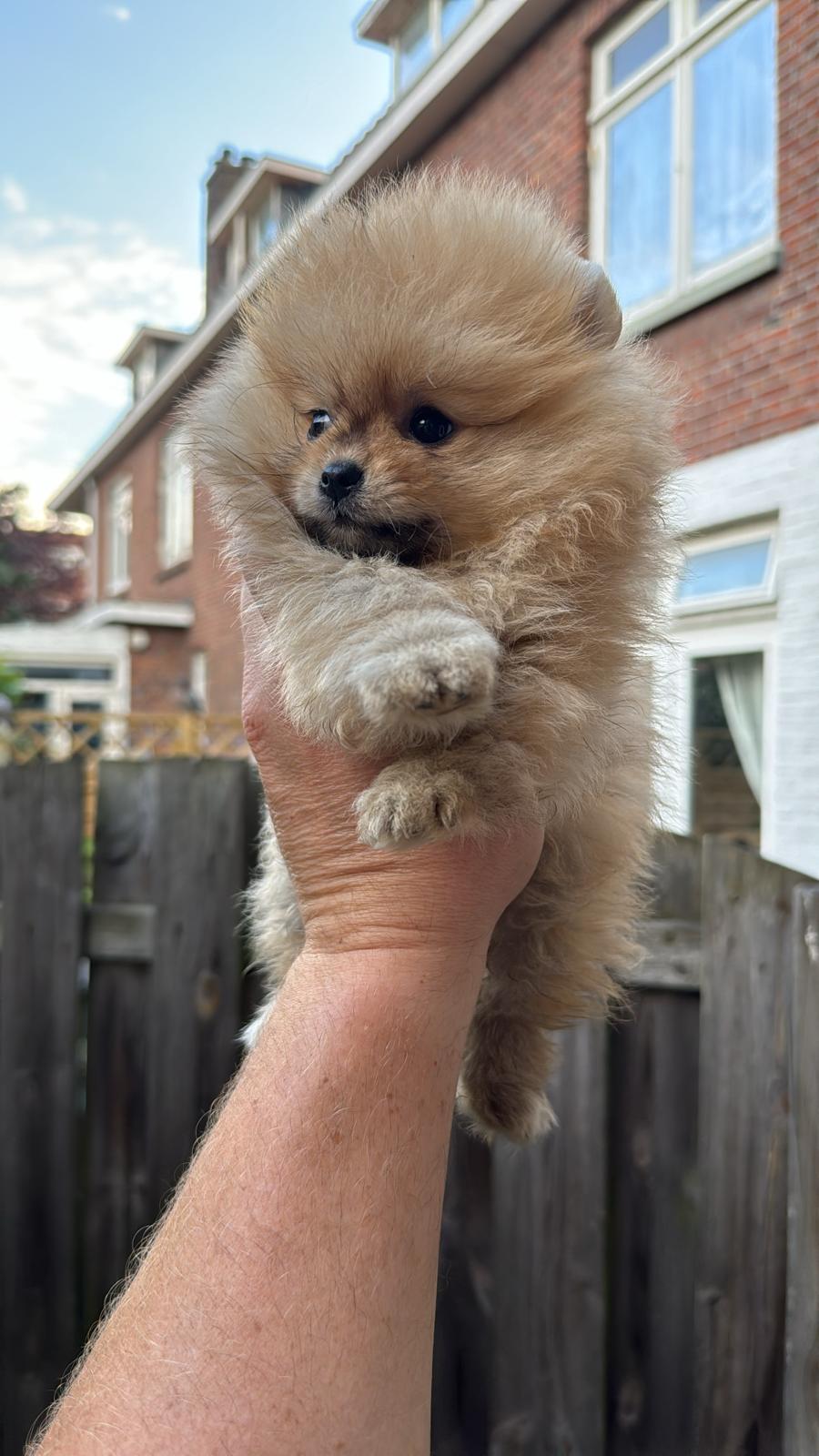 Mini Pomeriaan ORANGE SABLE bearface reutje