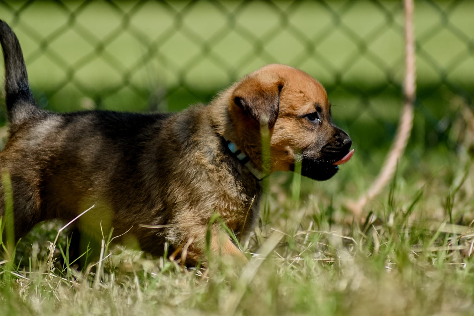 Puppies kruising rottweiler x boerboel