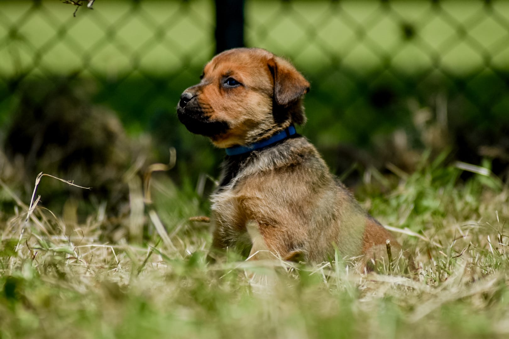 Puppies kruising rottweiler x boerboel