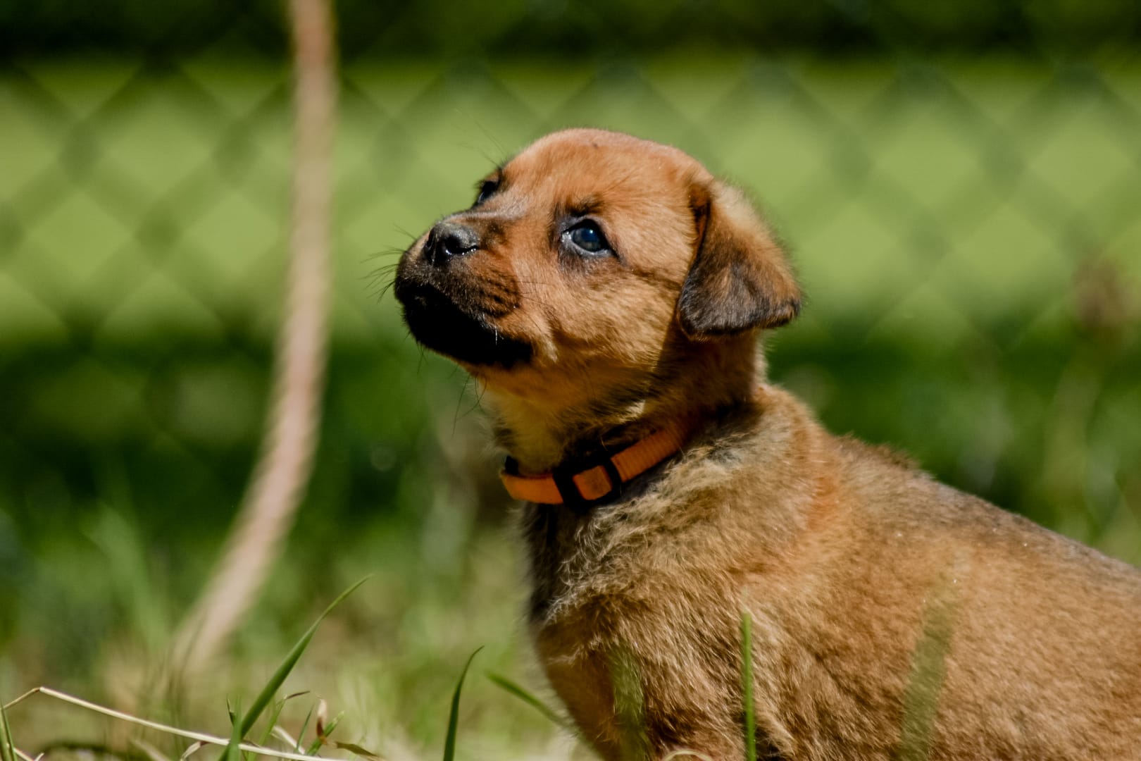 Puppies kruising rottweiler x boerboel