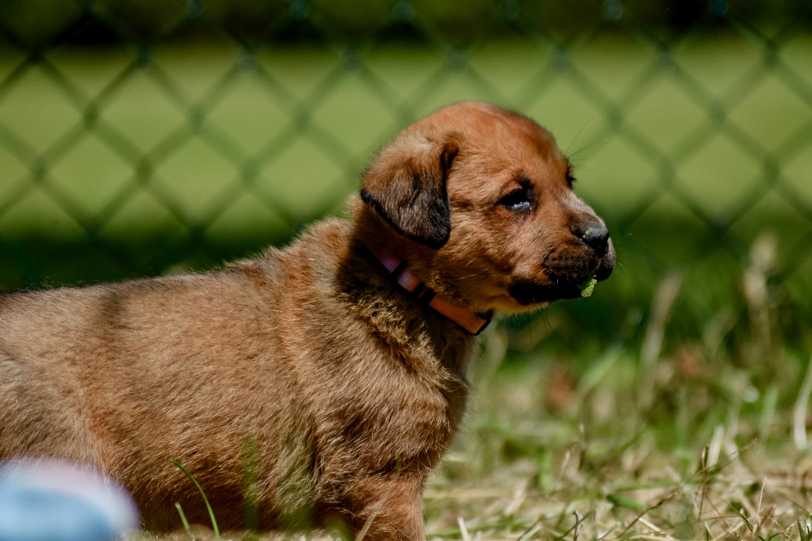 Puppies kruising rottweiler x boerboel