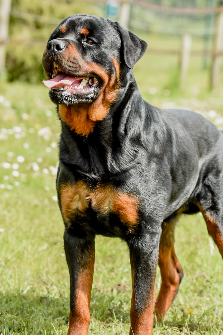 Puppies kruising rottweiler x boerboel