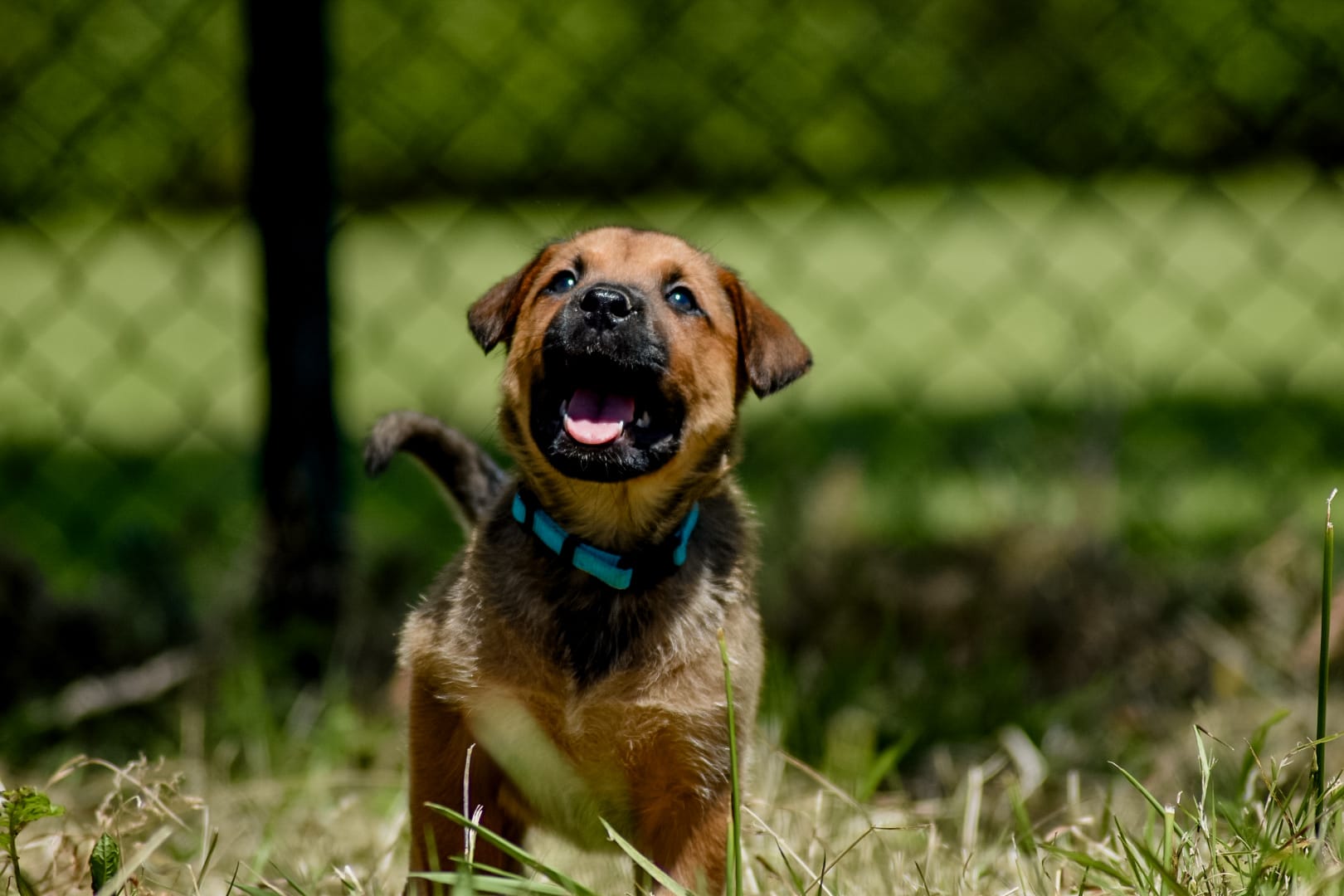 Puppies kruising rottweiler x boerboel