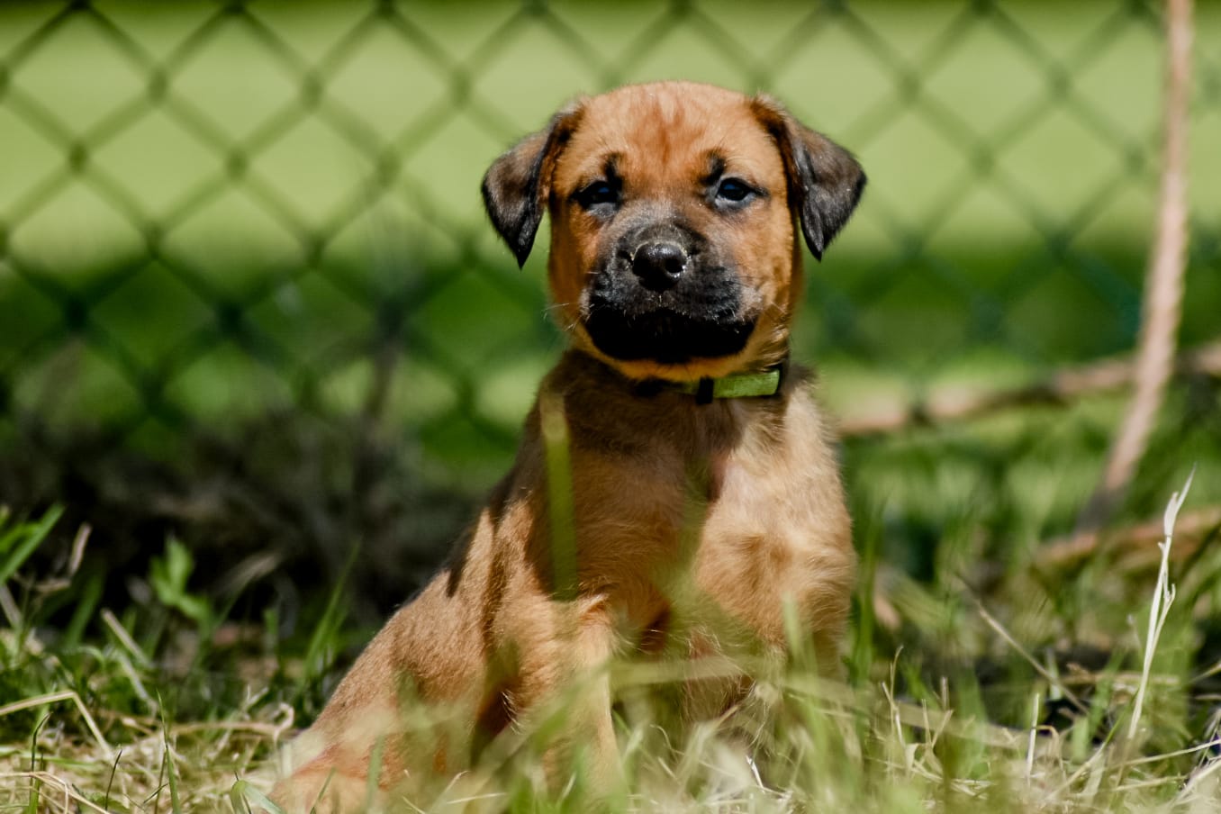 Puppies kruising rottweiler x boerboel