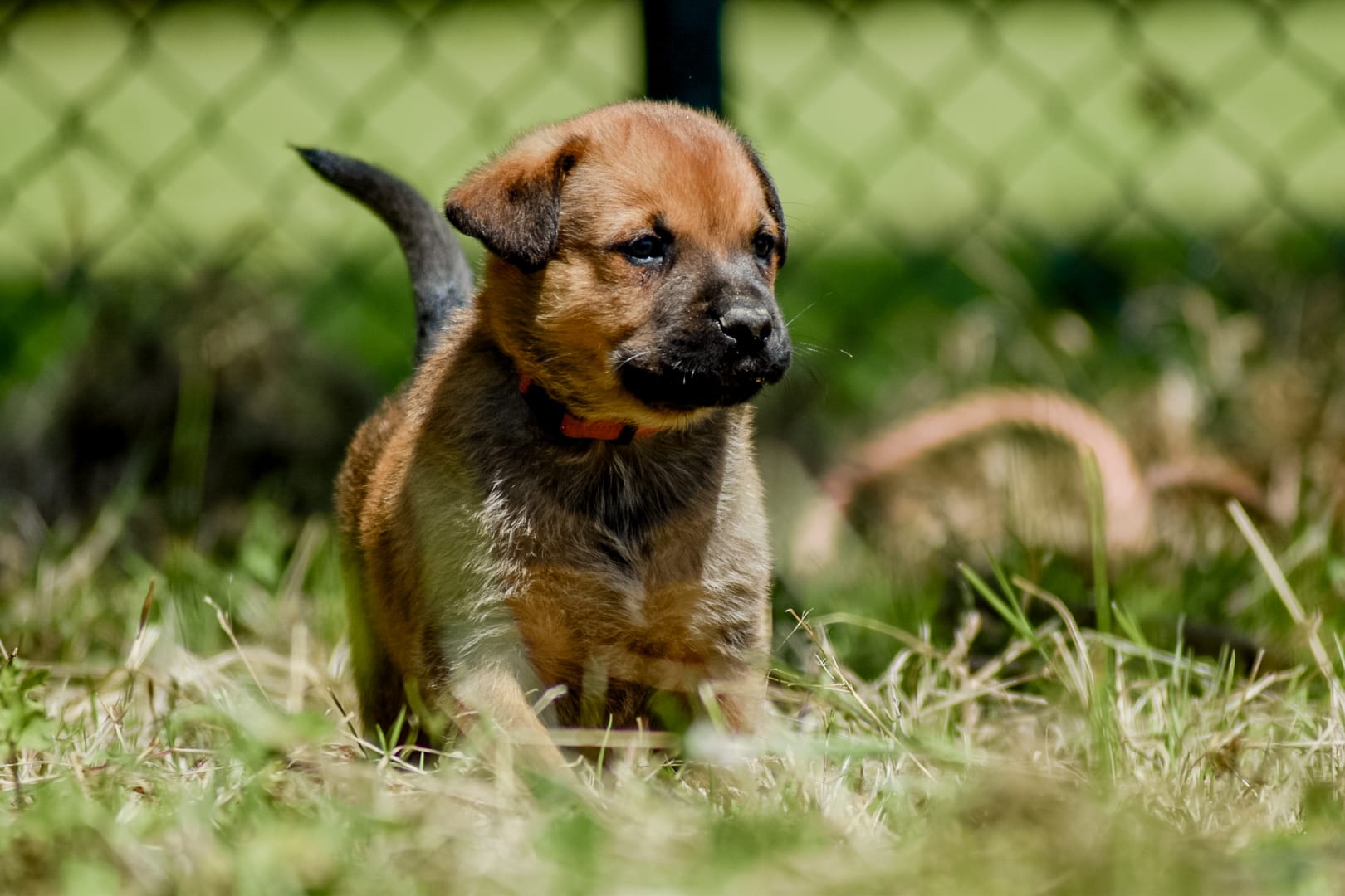 Puppies kruising rottweiler x boerboel