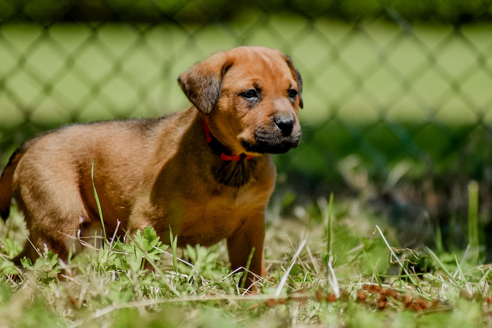 Puppies kruising rottweiler x boerboel