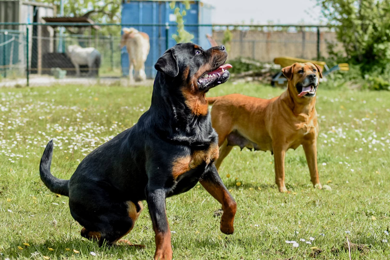 Puppies kruising rottweiler x boerboel