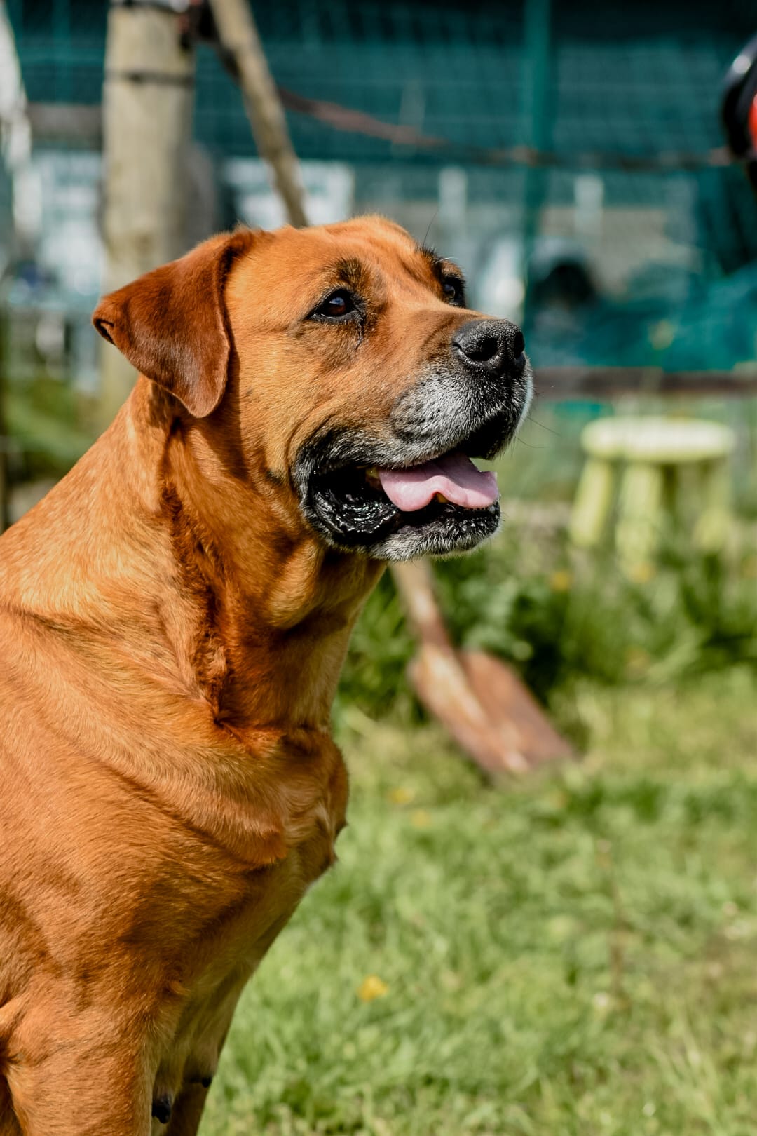 Puppies kruising rottweiler x boerboel