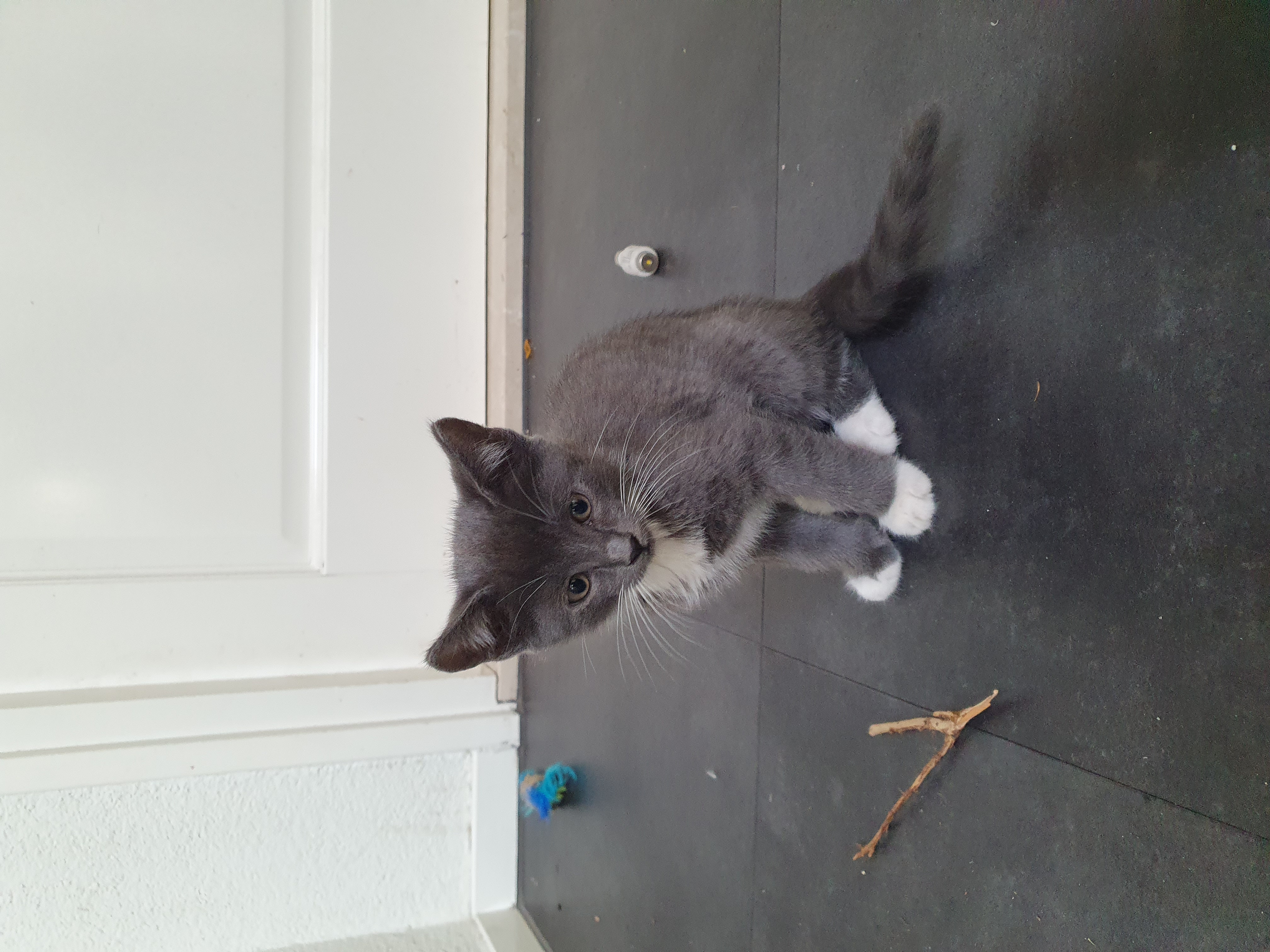 Lieve blauwgrijs met witte kittens. Mix Blauwe Rus/Britse Korth./Eur. Korh.