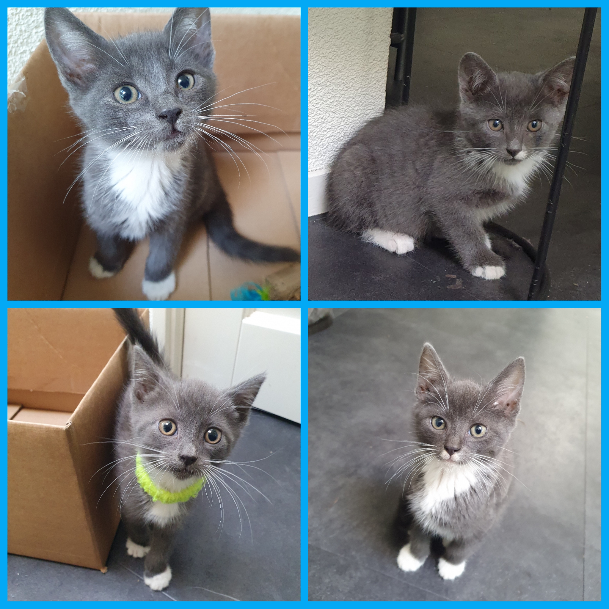 Lieve blauwgrijs met witte kittens. Mix Blauwe Rus/Britse Korth./Eur. Korh.