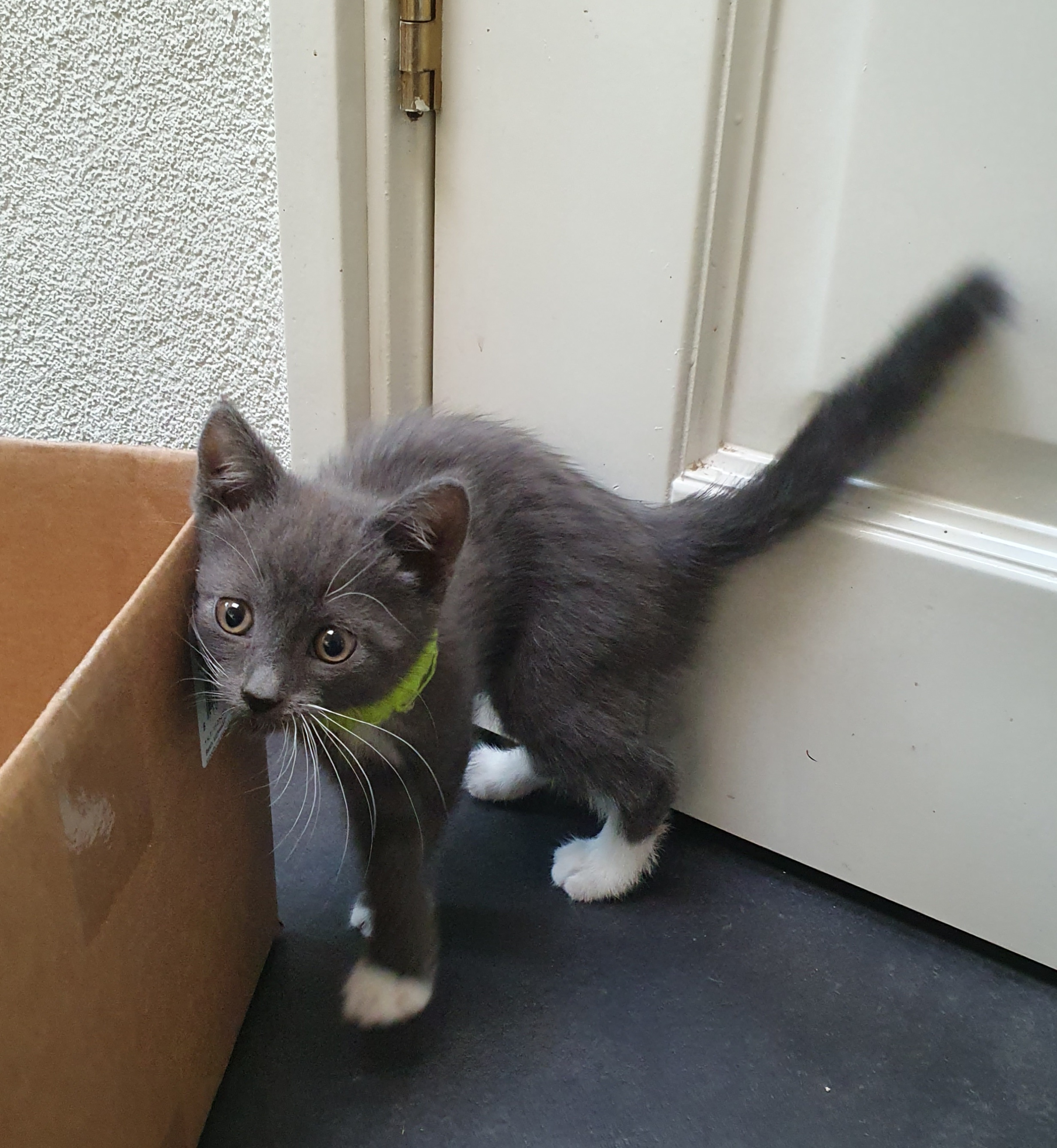 Lieve blauwgrijs met witte kittens. Mix Blauwe Rus/Britse Korth./Eur. Korh.