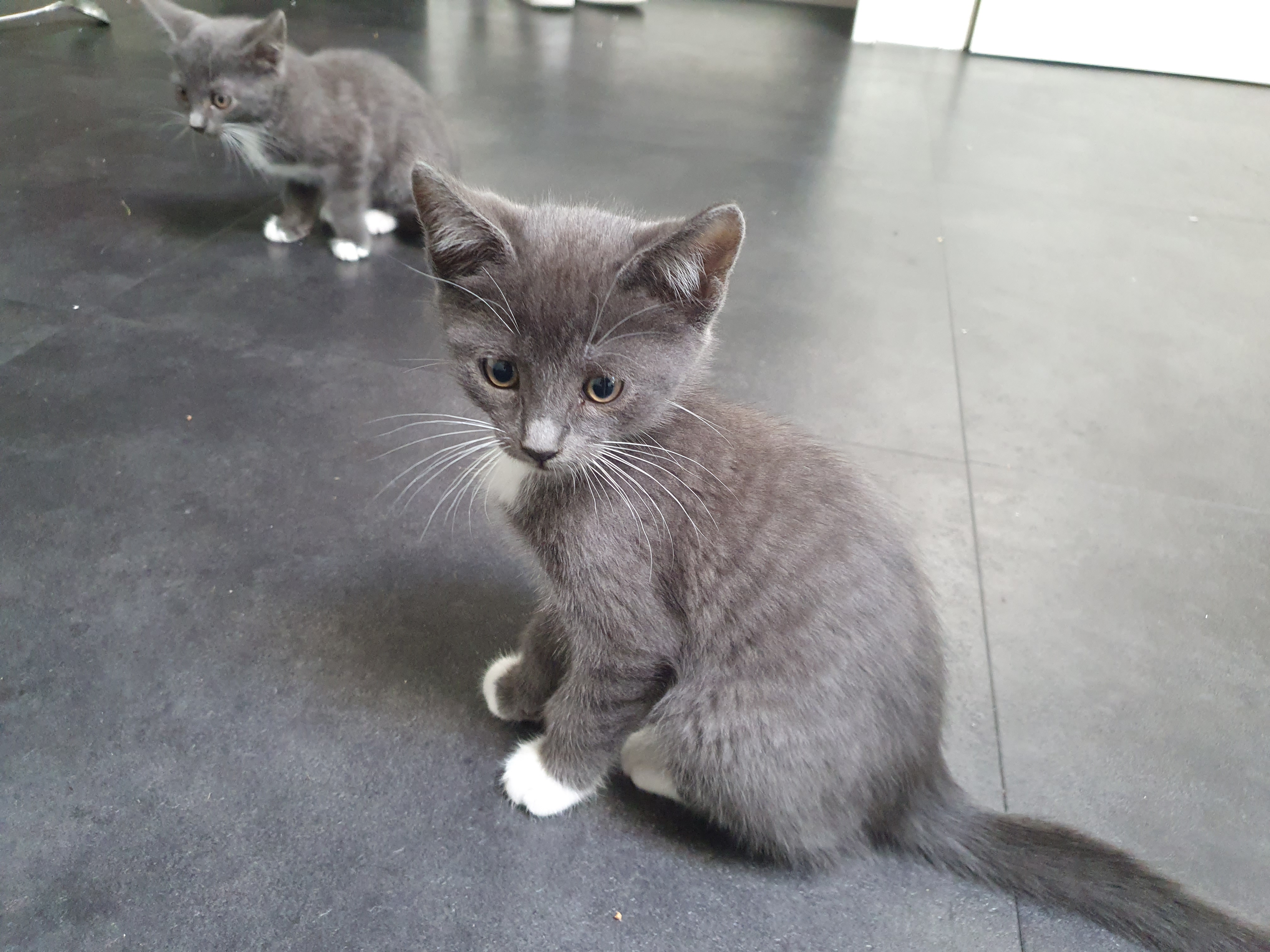 Lieve blauwgrijs met witte kittens. Mix Blauwe Rus/Britse Korth./Eur. Korh.