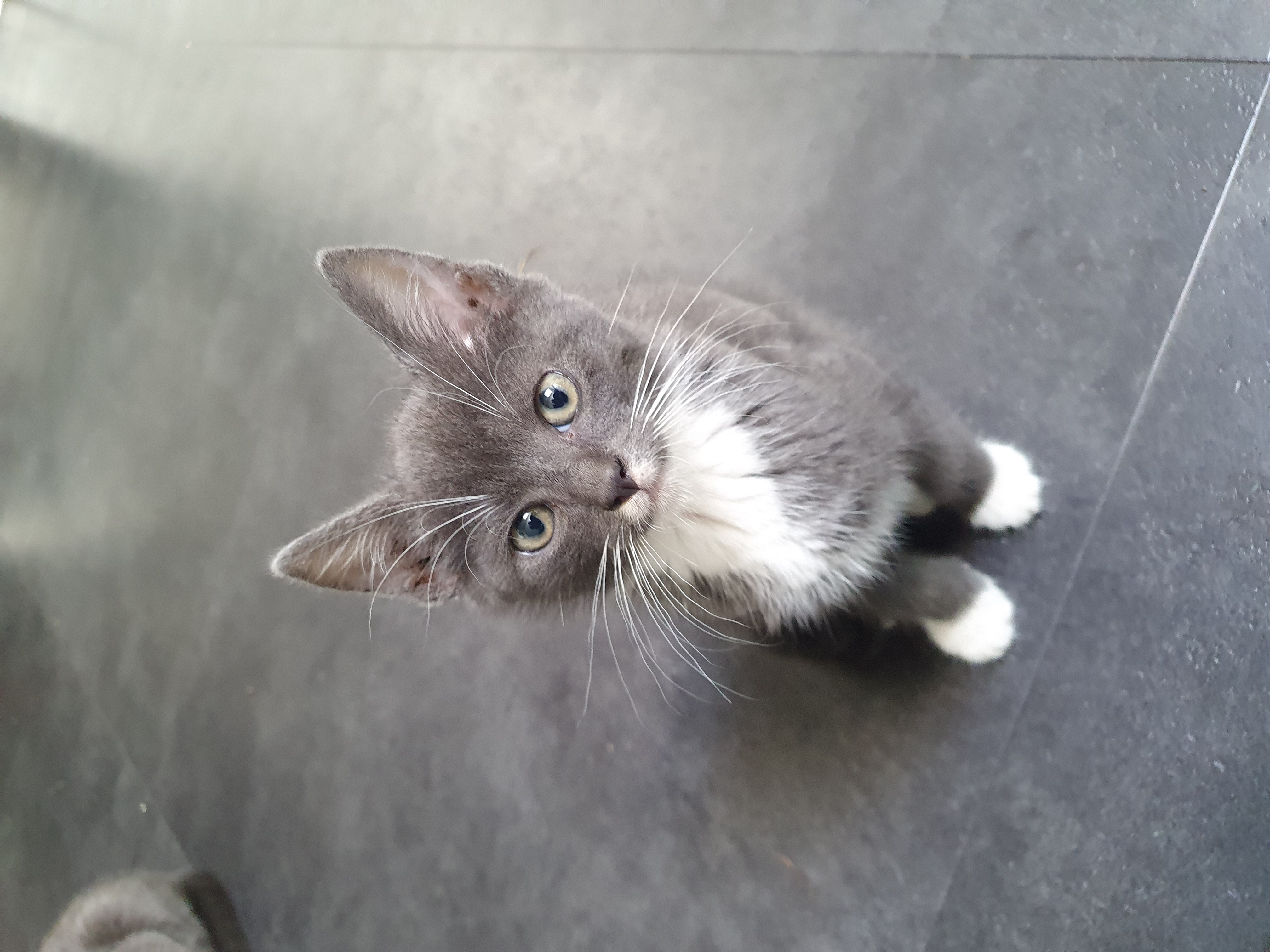 Lieve blauwgrijs met witte kittens. Mix Blauwe Rus/Britse Korth./Eur. Korh.