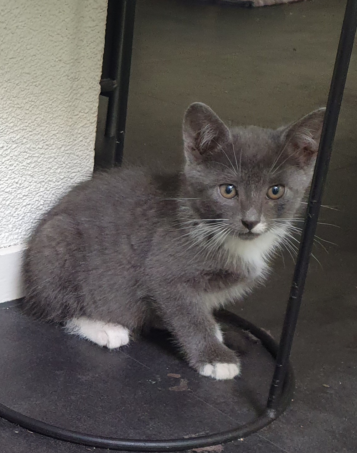 Lieve blauwgrijs met witte kittens. Mix Blauwe Rus/Britse Korth./Eur. Korh.