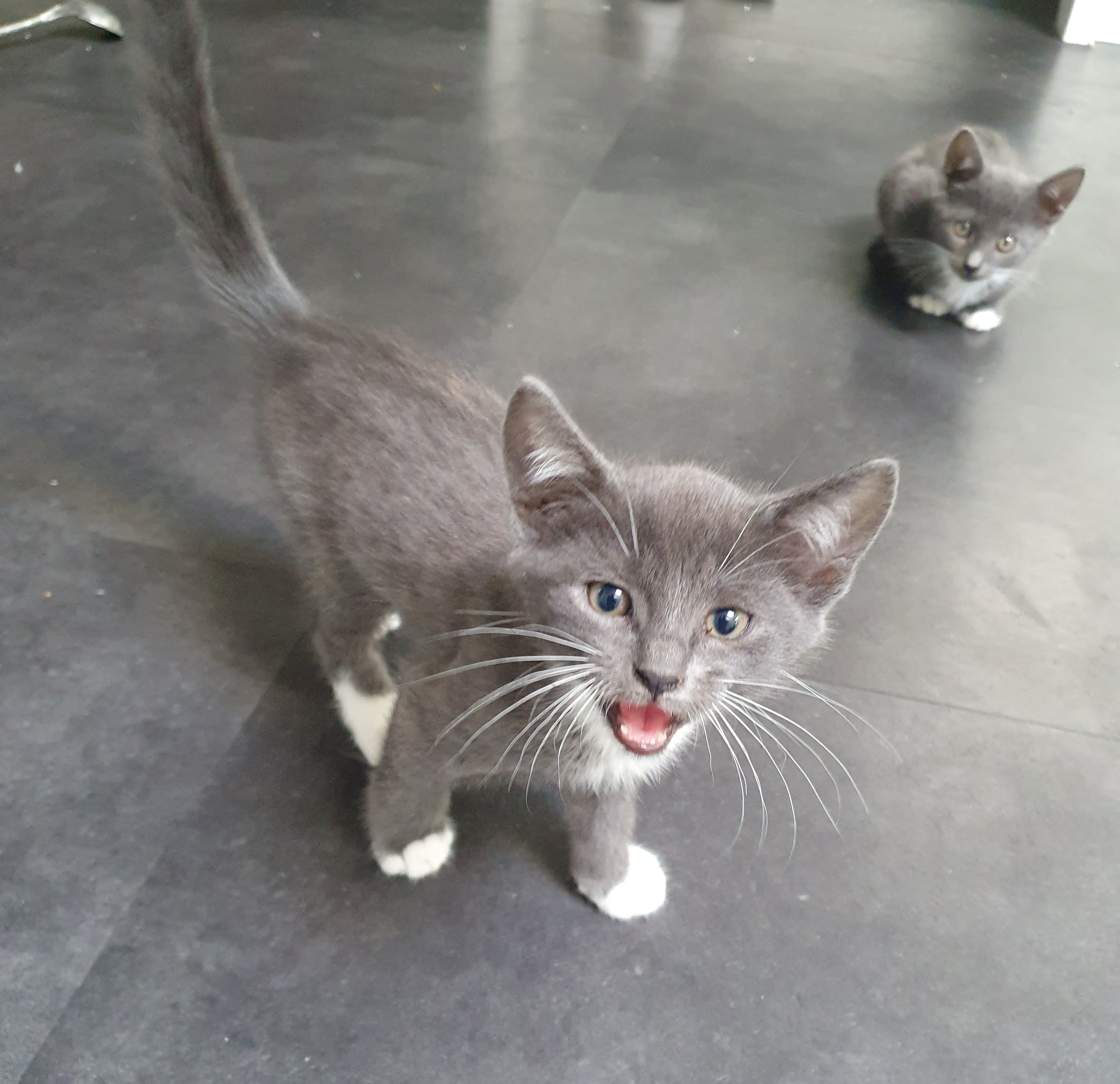 Lieve blauwgrijs met witte kittens. Mix Blauwe Rus/Britse Korth./Eur. Korh.