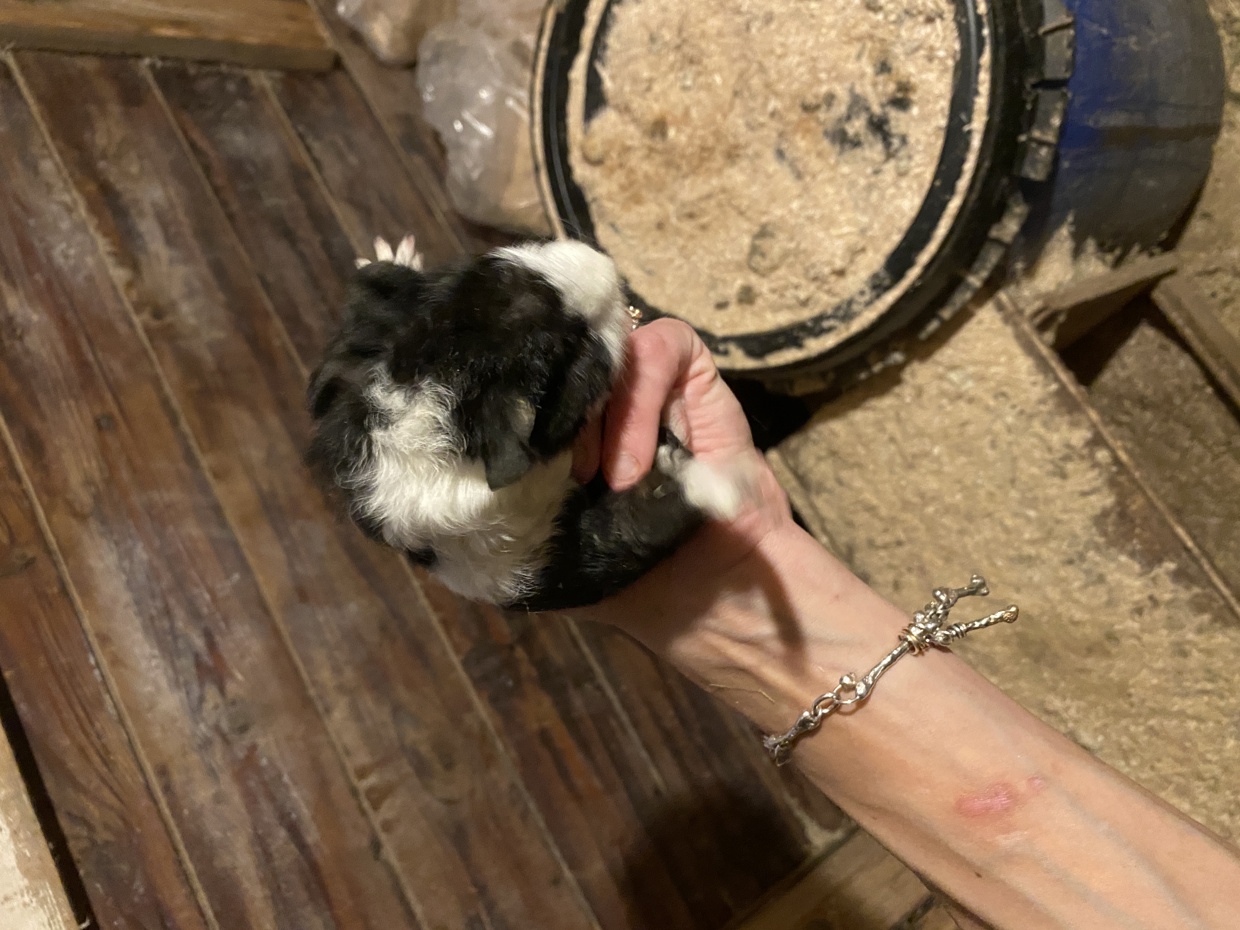 2 laatste jonge bonte cavia’s van het nest