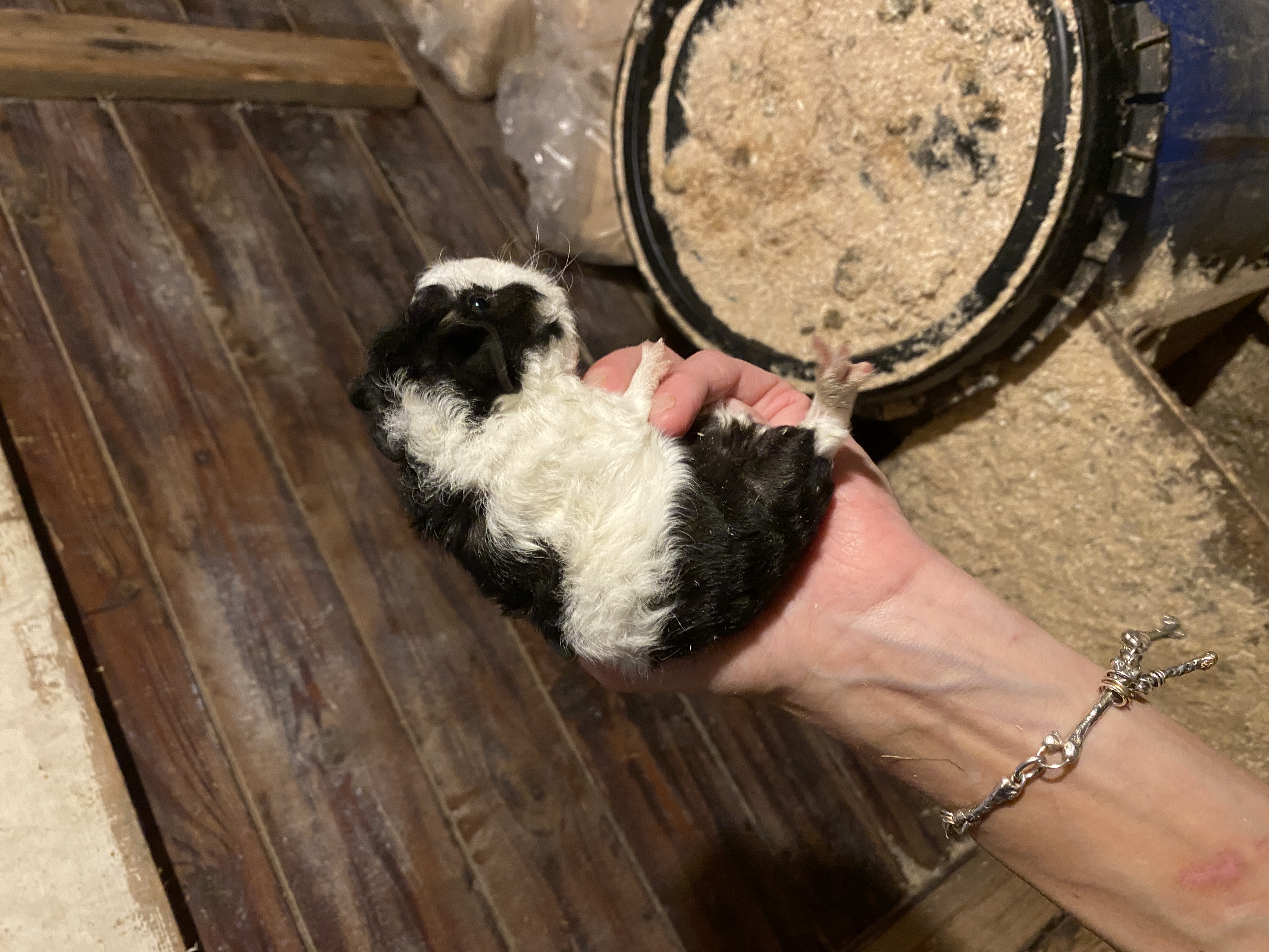 2 laatste jonge bonte cavia’s van het nest