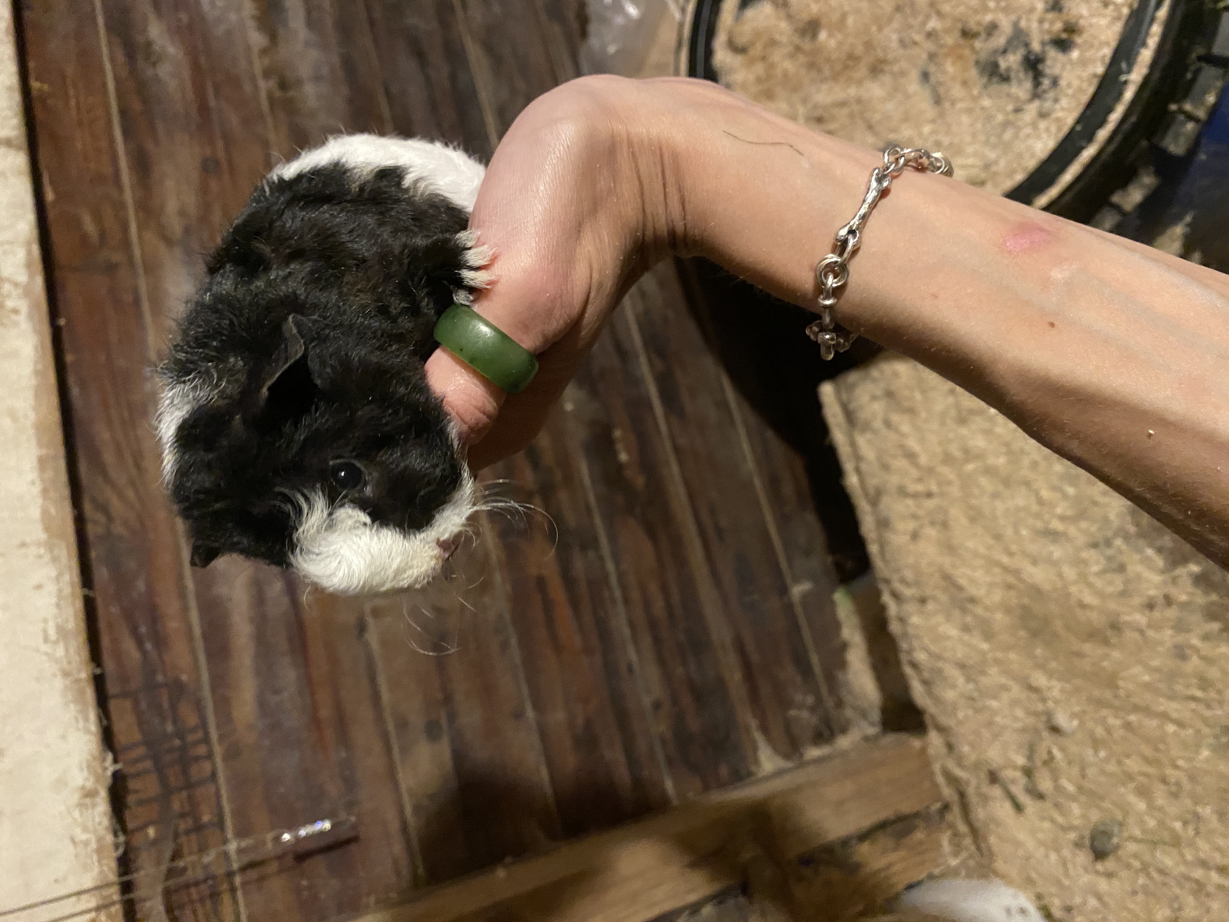 2 laatste jonge bonte cavia’s van het nest